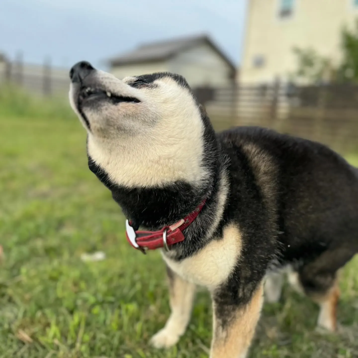 遊び来てくれた子達🐕🎵