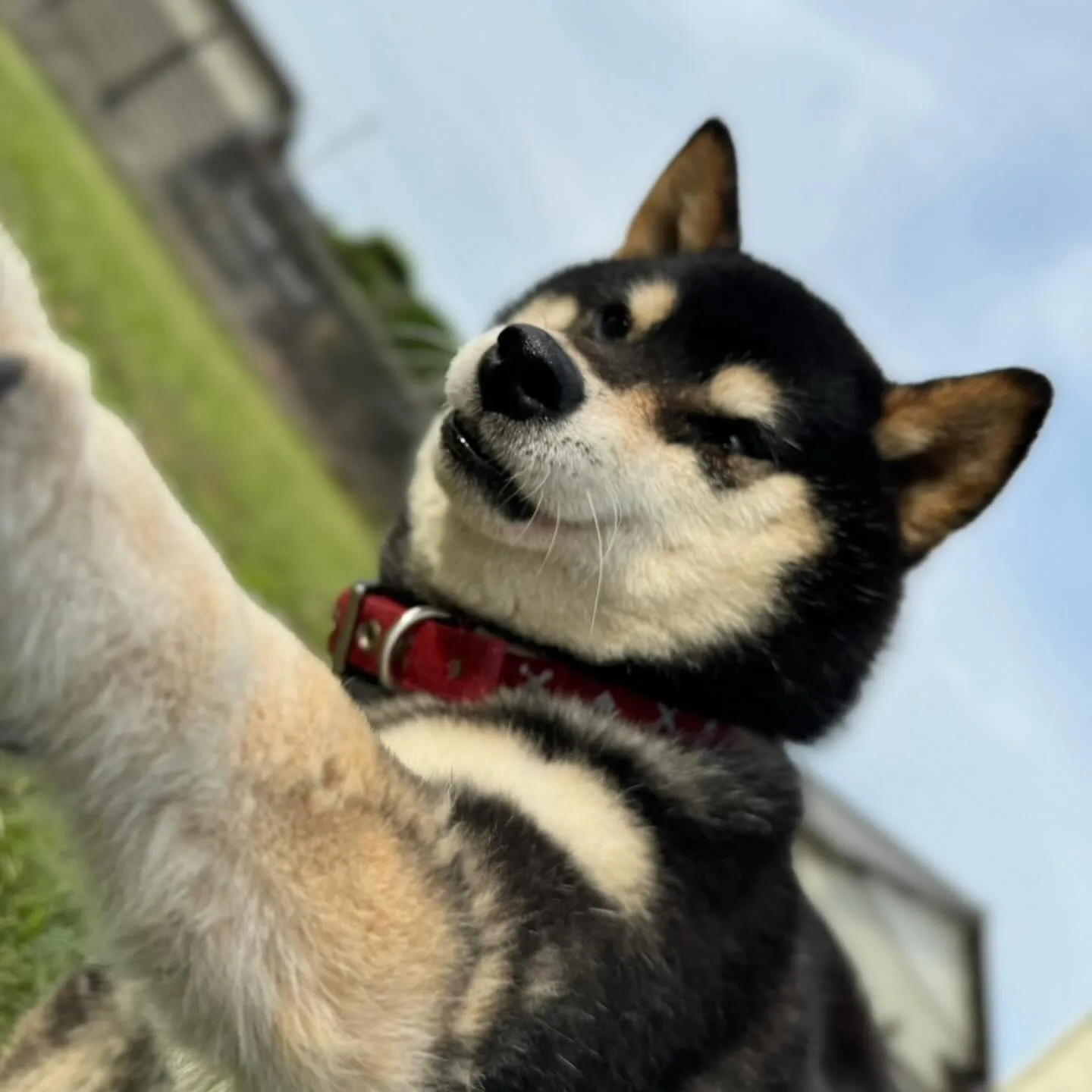 遊び来てくれた子達🐕🎵