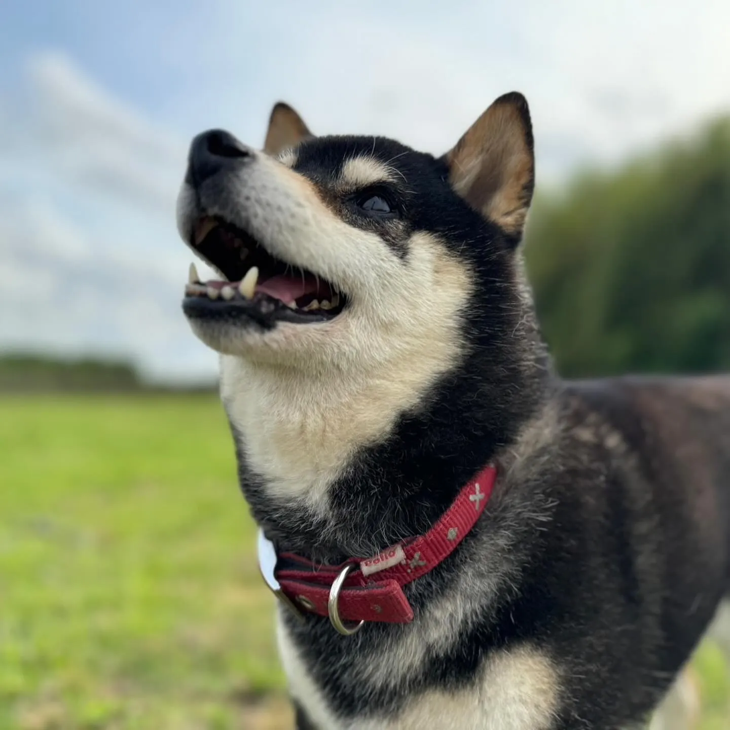 遊び来てくれた子達🐕🎵