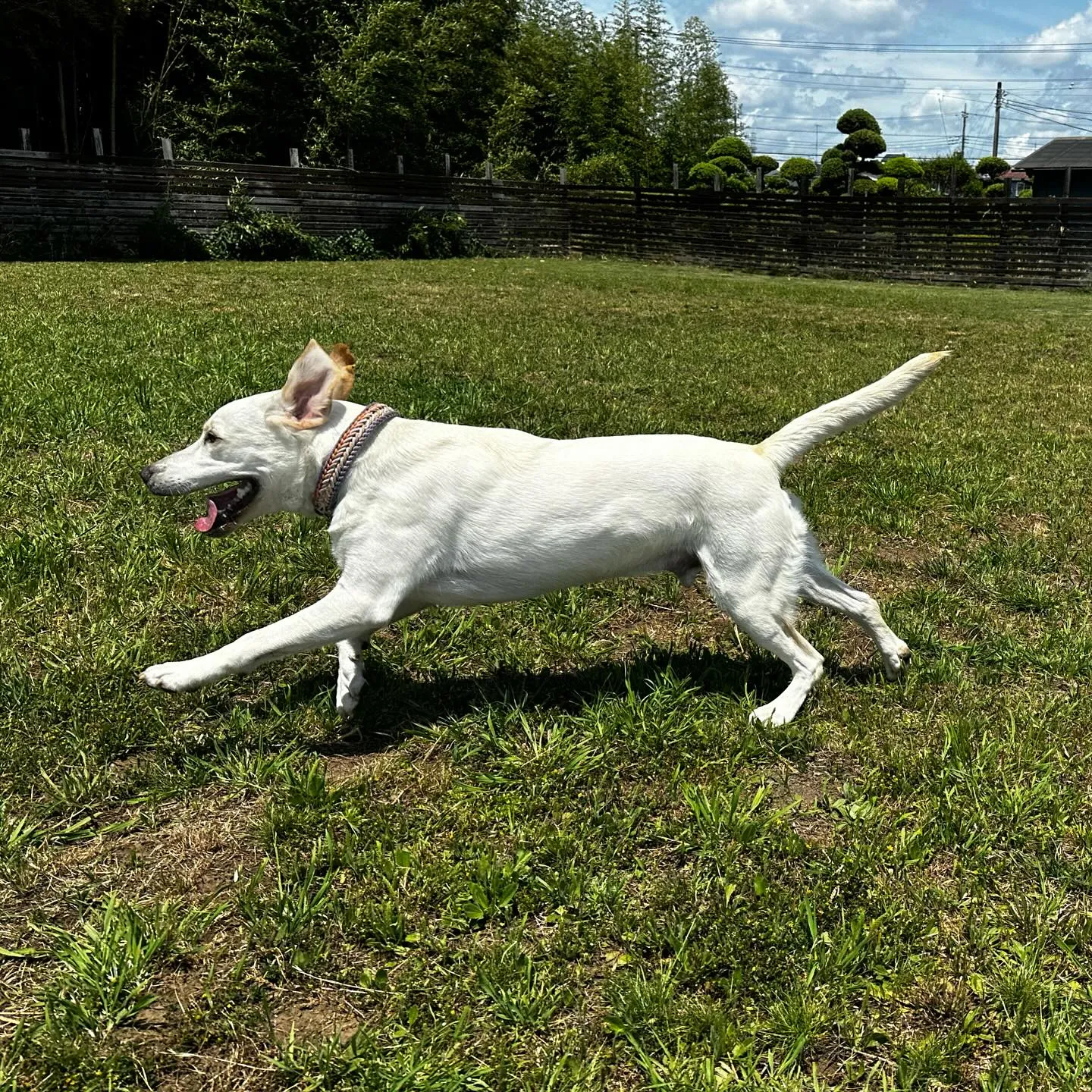 遊びに来てくれた子達🐕🎵