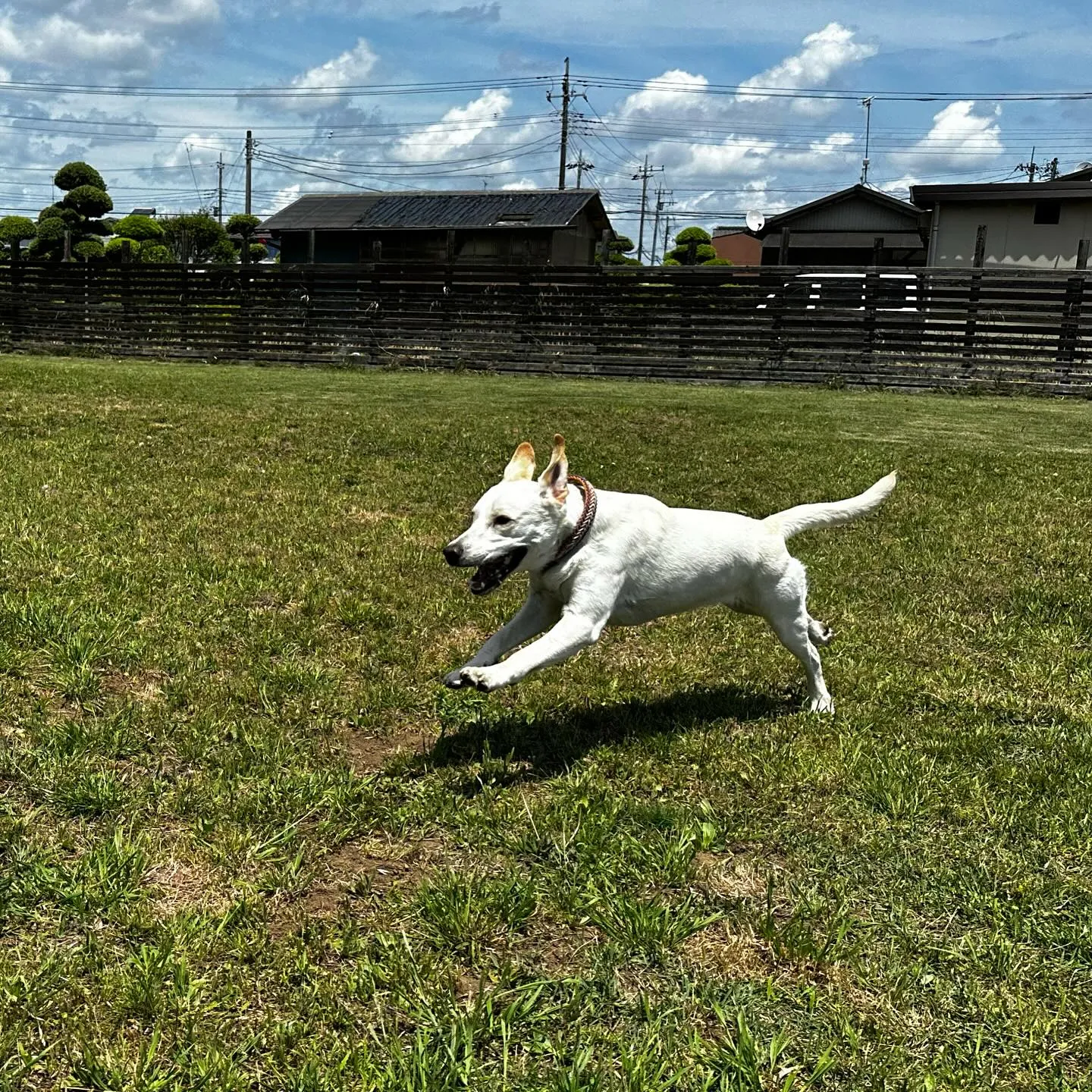 遊びに来てくれた子達🐕🎵