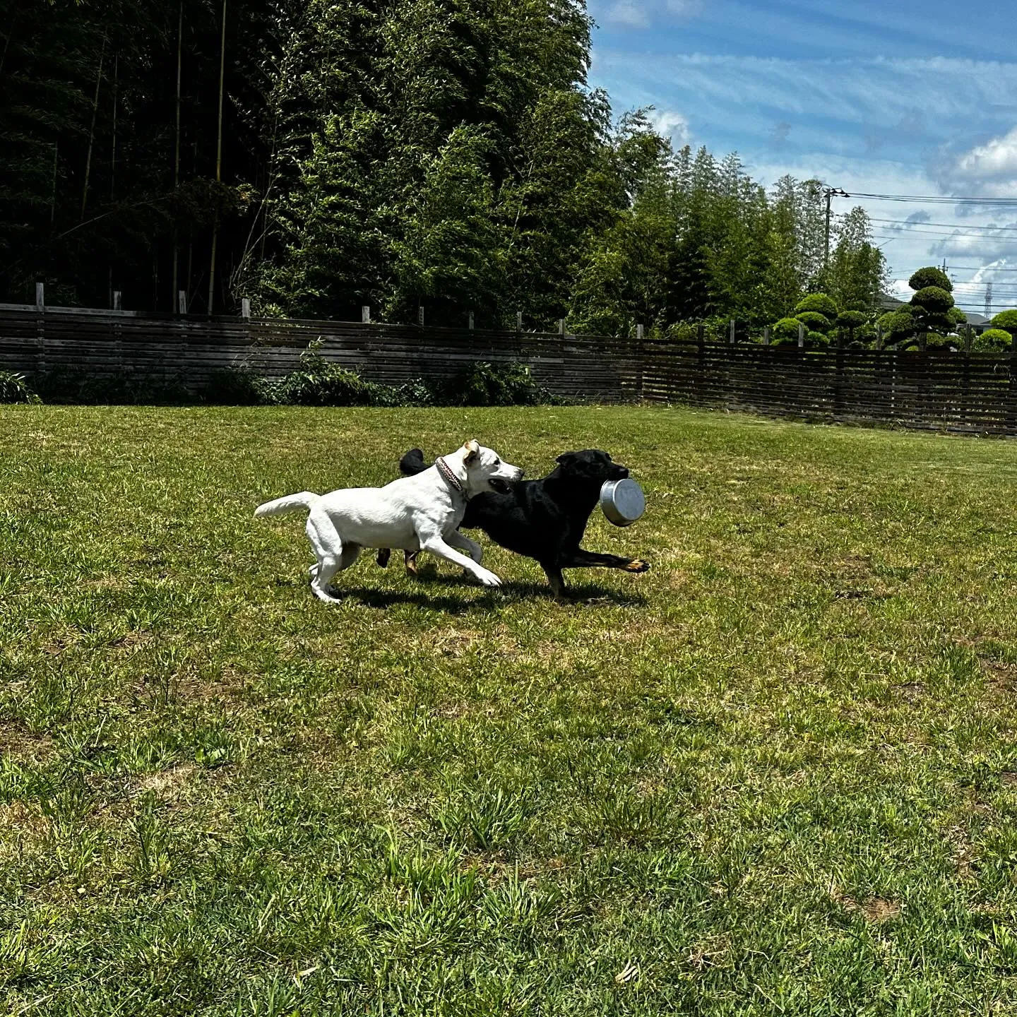 遊びに来てくれた子達🐕🎵