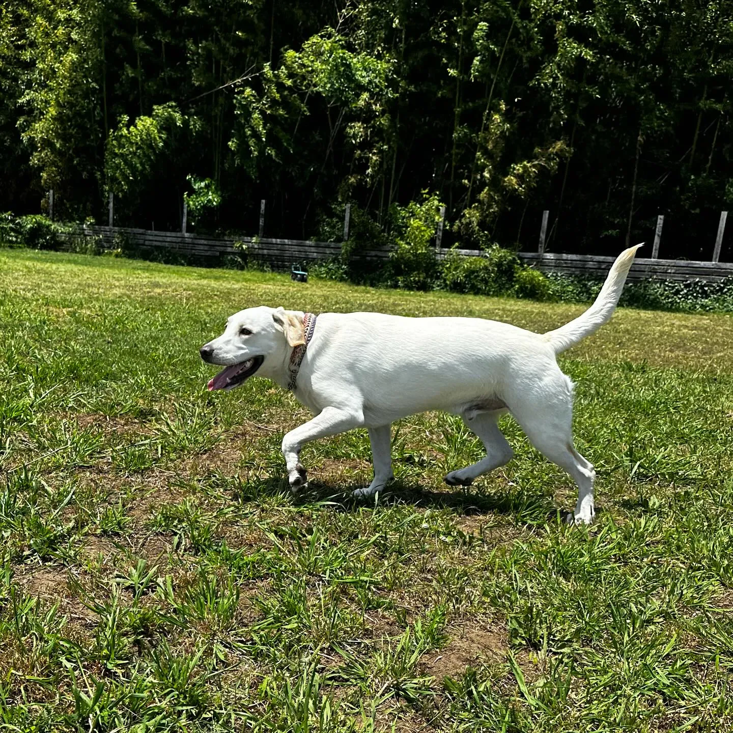 遊びに来てくれた子達🐕🎵