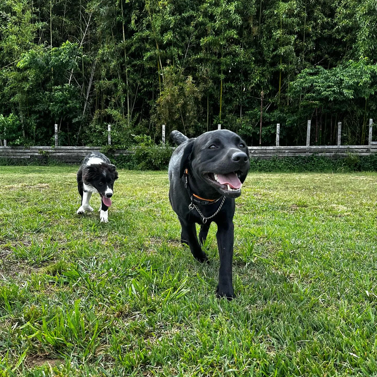 遊びに来てくれた子達🐕🎵