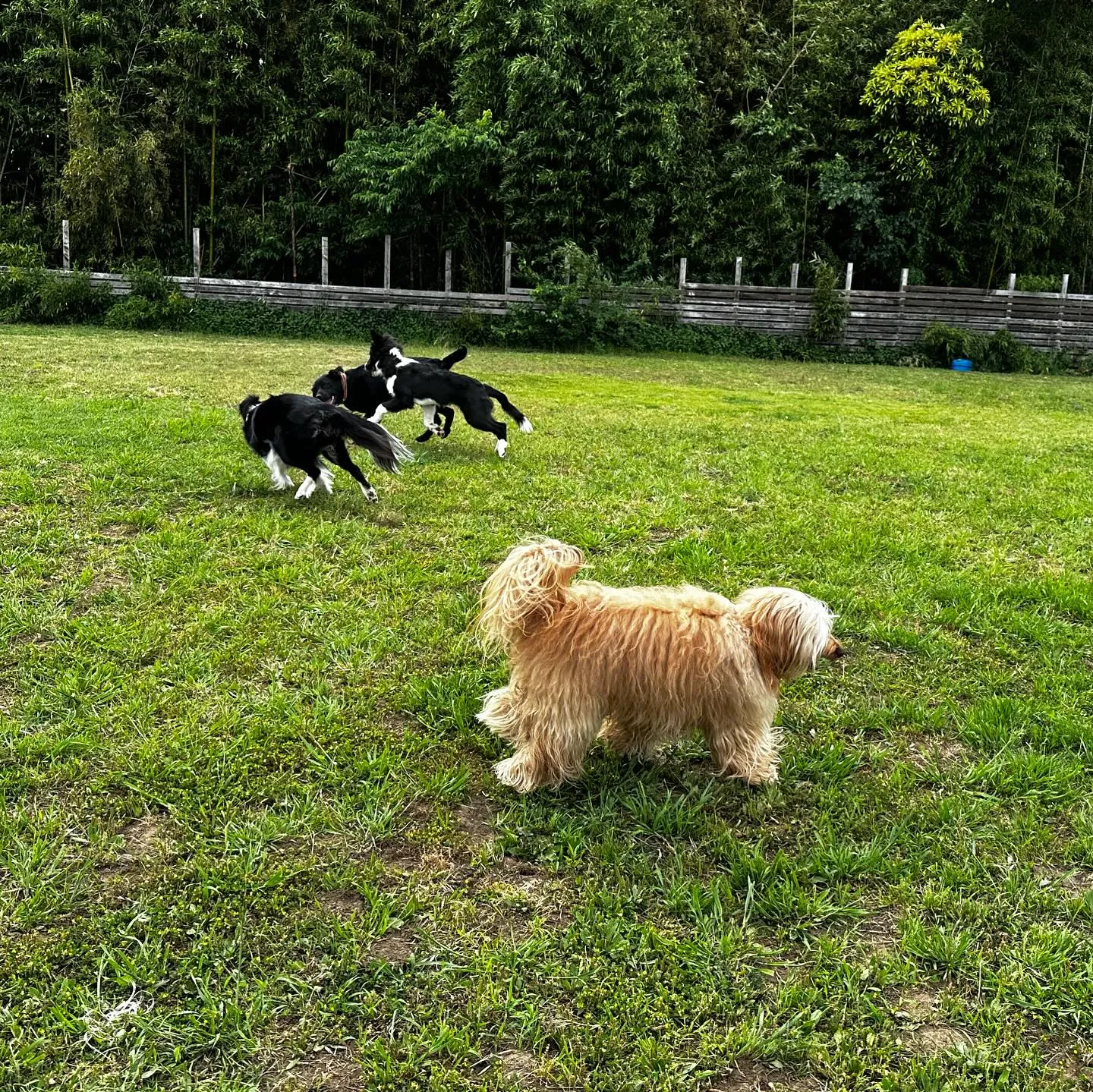 遊びに来てくれた子達🐕🎵