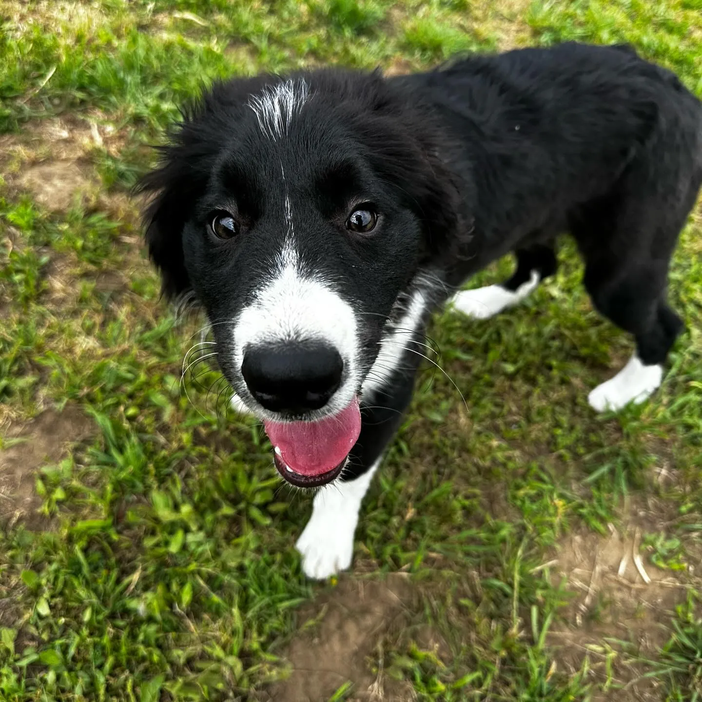 遊びに来てくれた子達🐕🎵