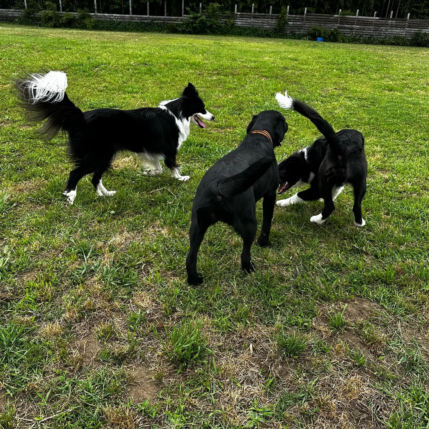 遊びに来てくれた子達🐕🎵