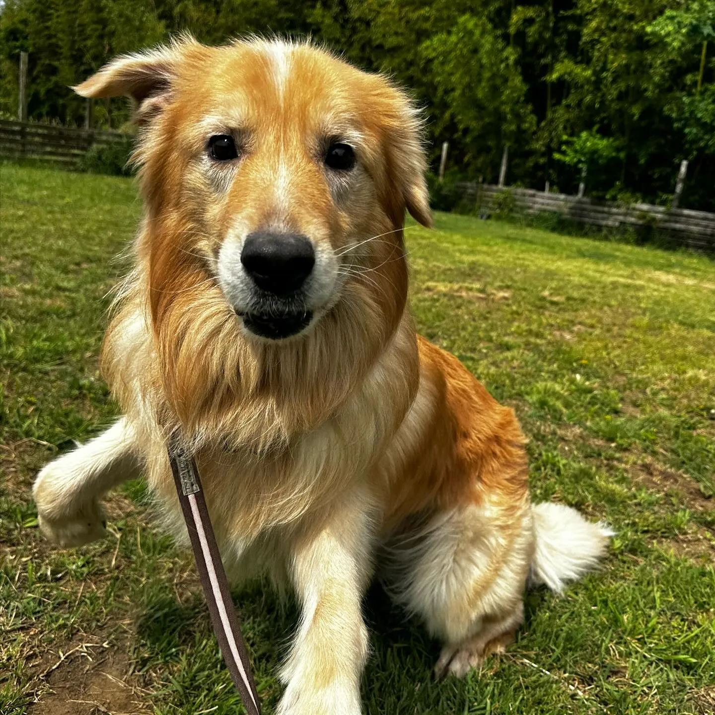 遊びに来てくれた子達🐕🎵