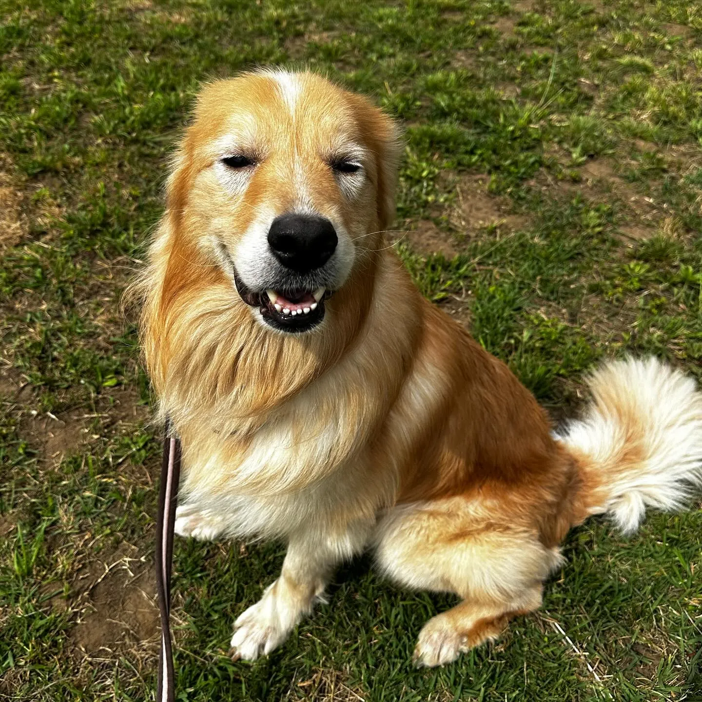 遊びに来てくれた子達🐕🎵