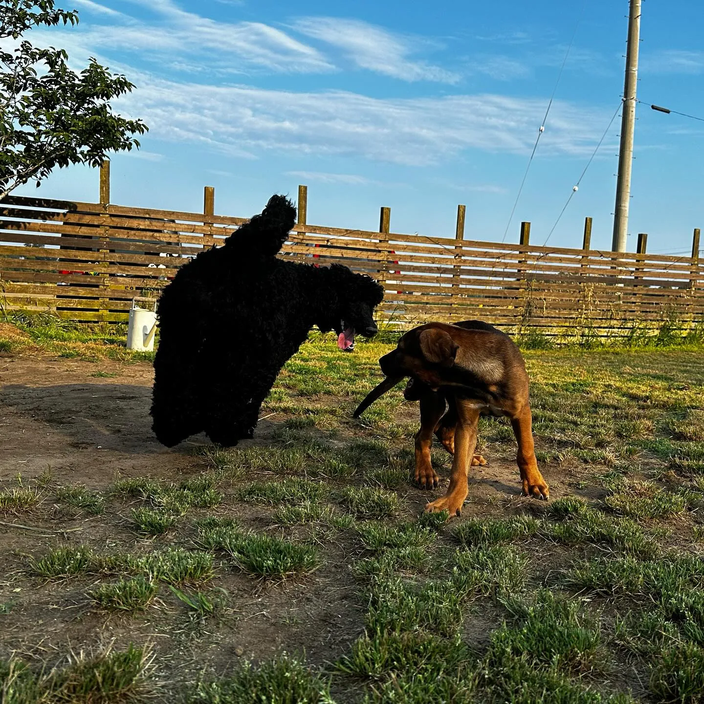 遊びに来てくれた子達🐕🎵