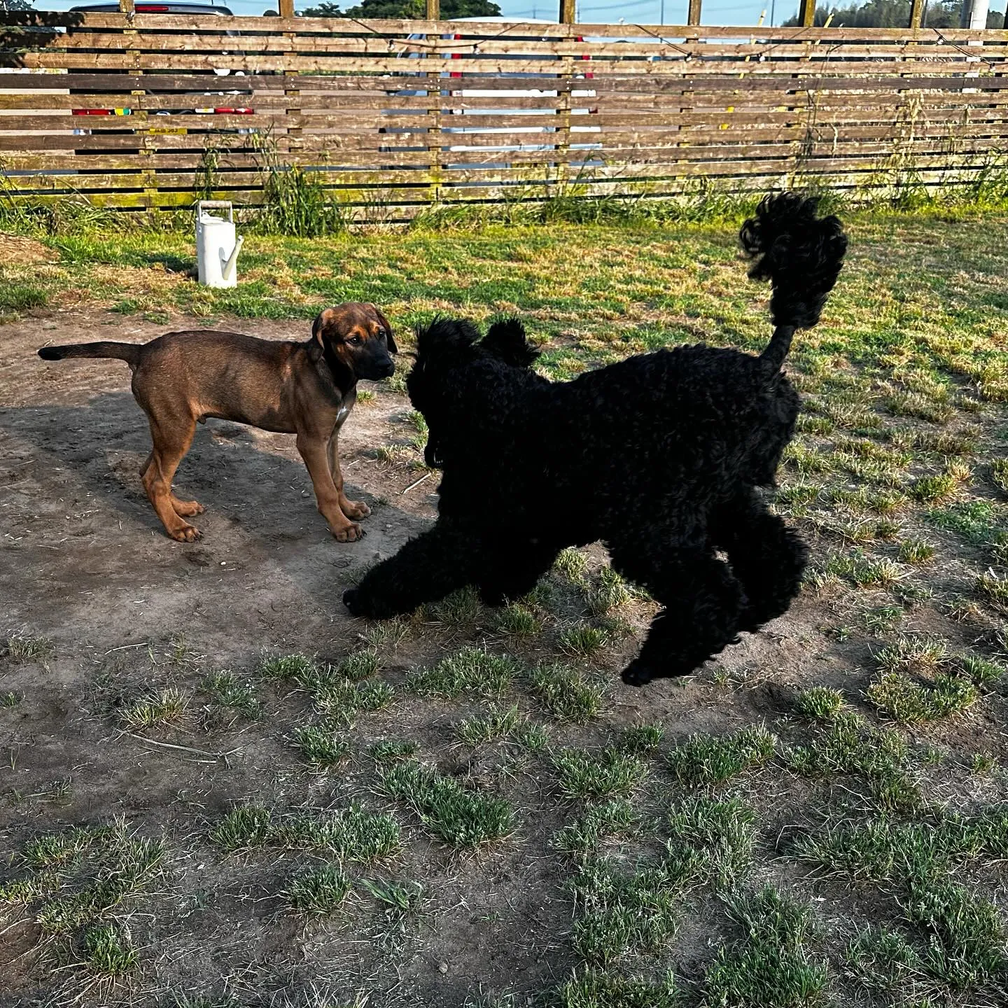 遊びに来てくれた子達🐕🎵