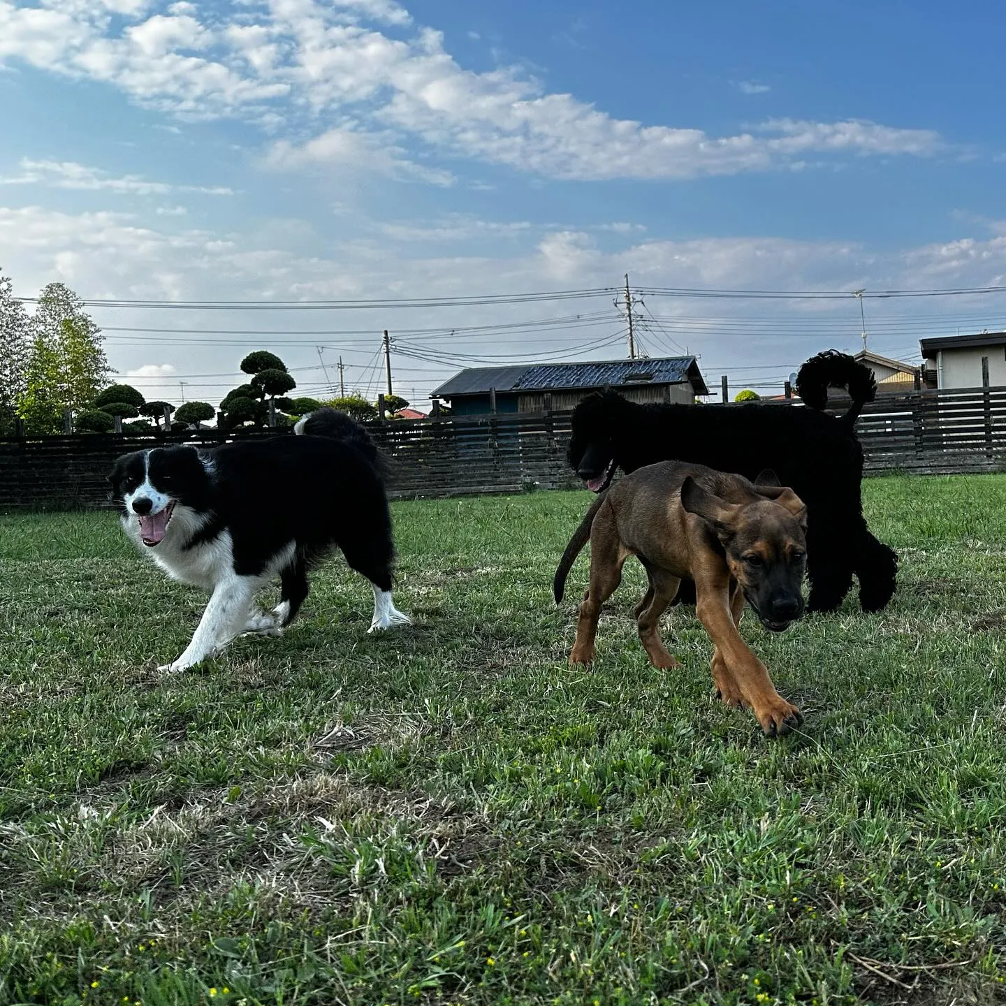 遊びに来てくれた子達🐕🎵