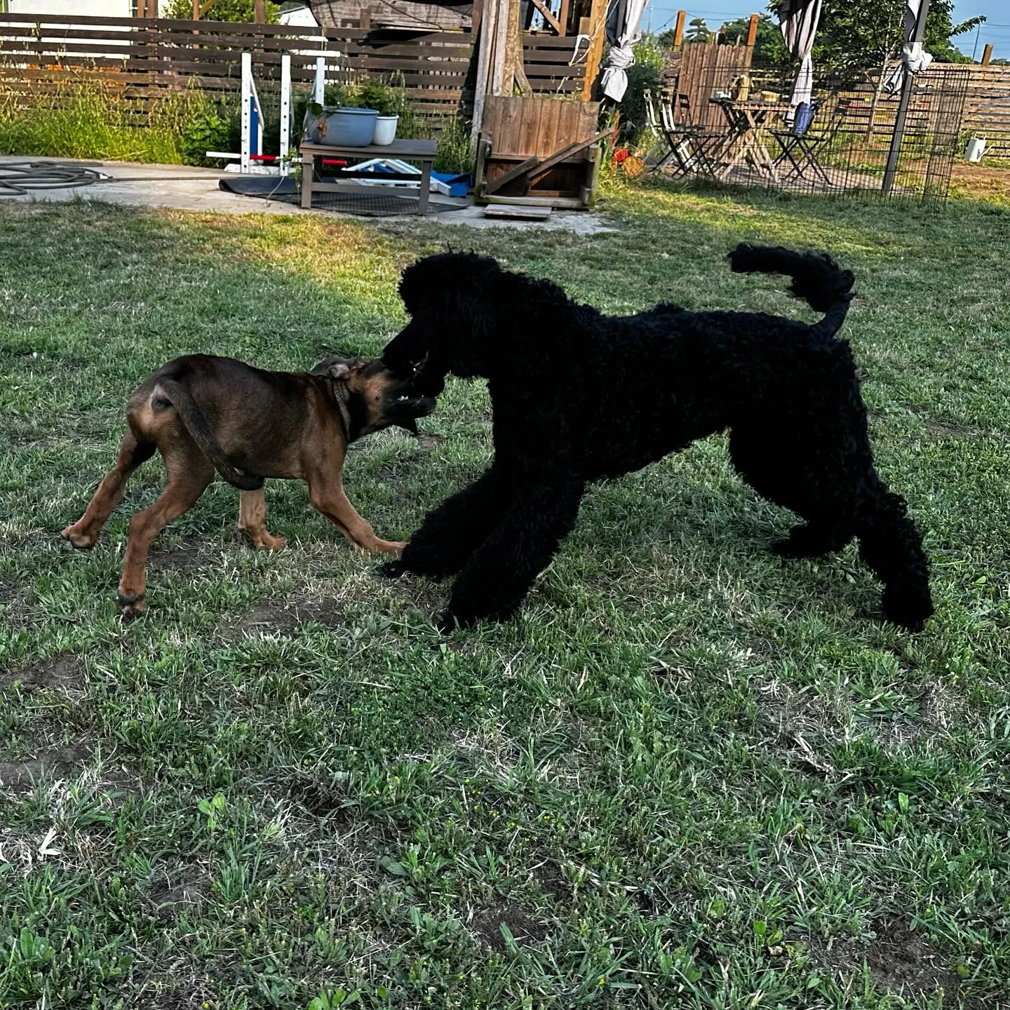 遊びに来てくれた子達🐕🎵