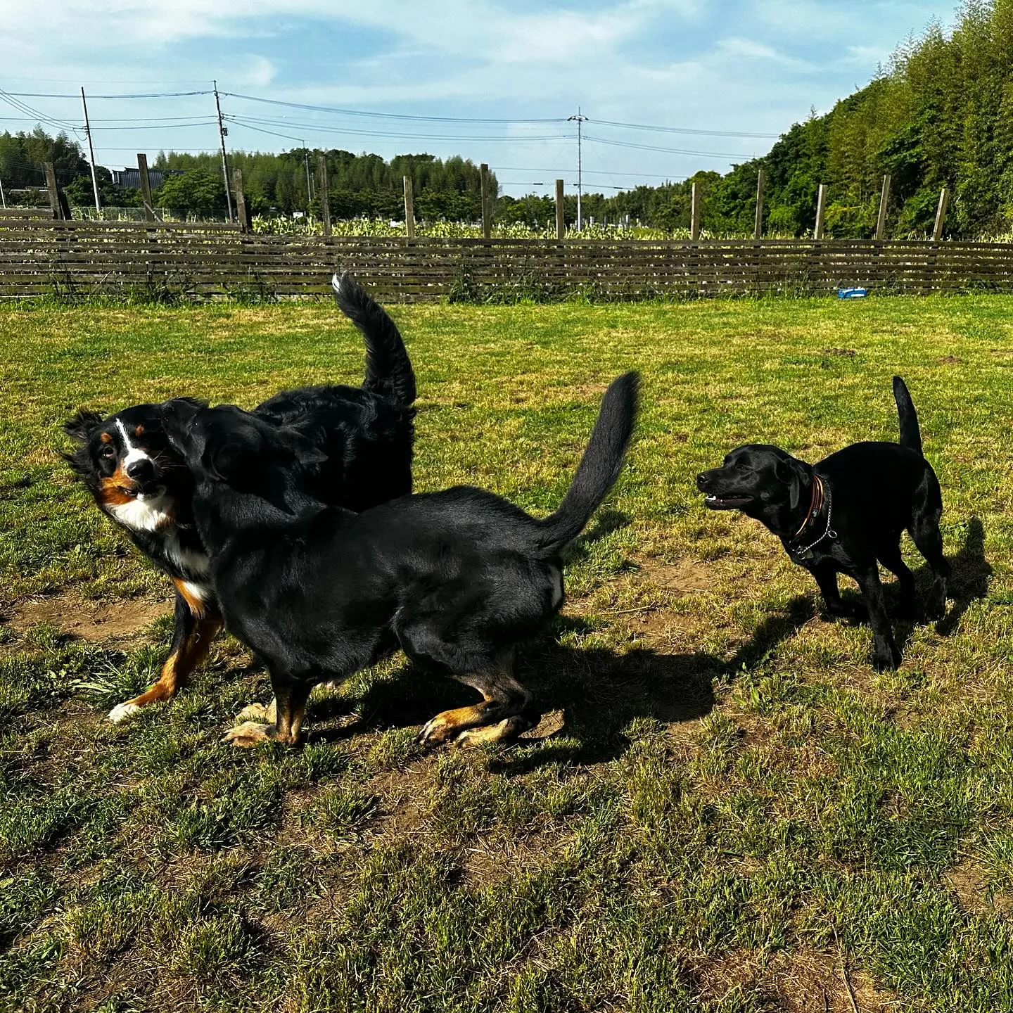 遊びに来てくれた子達🐕🎵