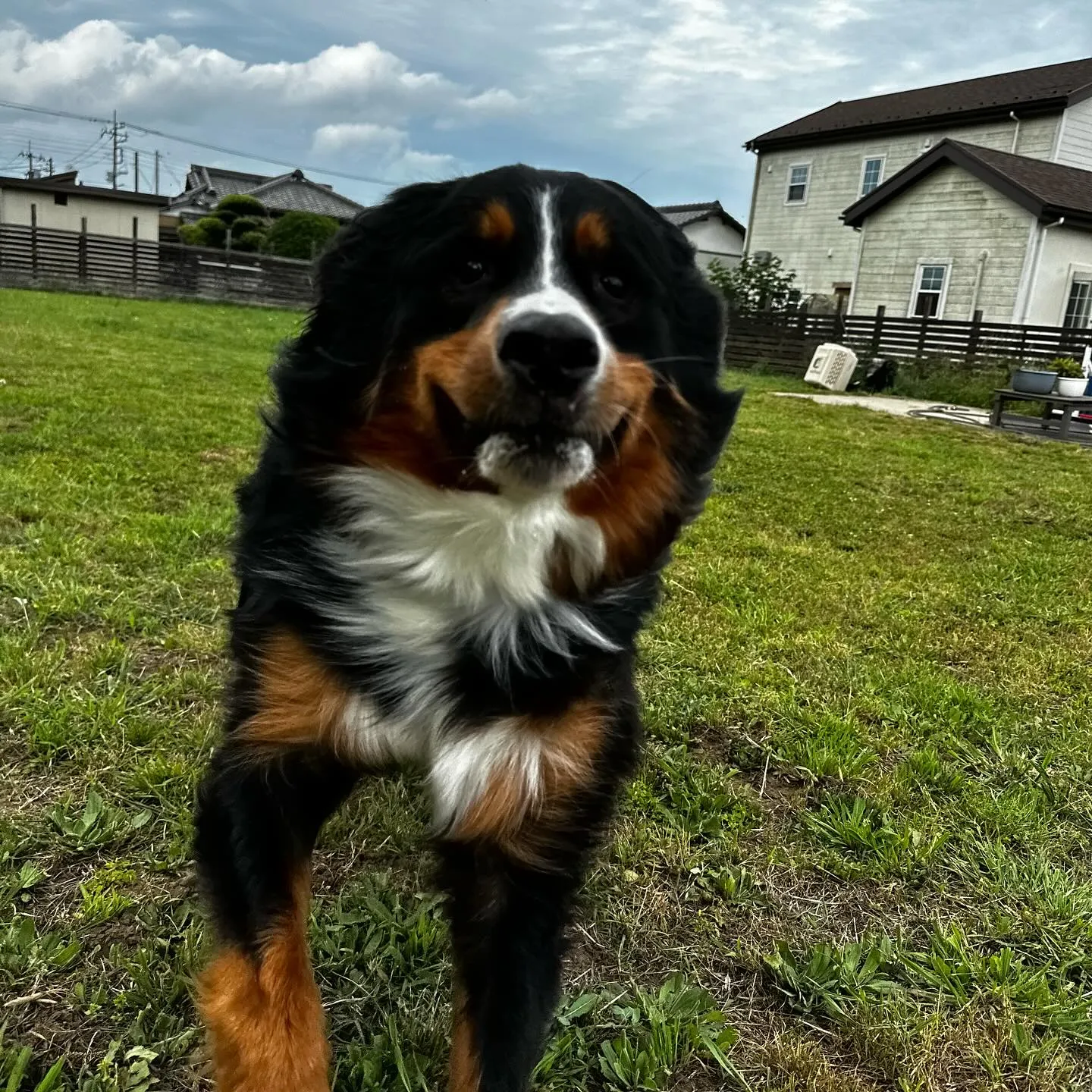 遊びに来てくれた子達🐕🎵