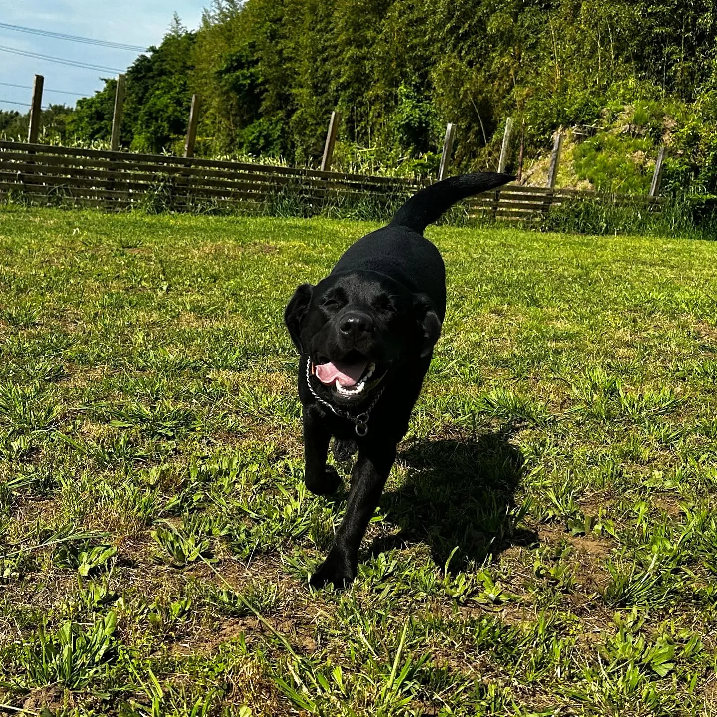 遊びに来てくれた子達🐕🎵