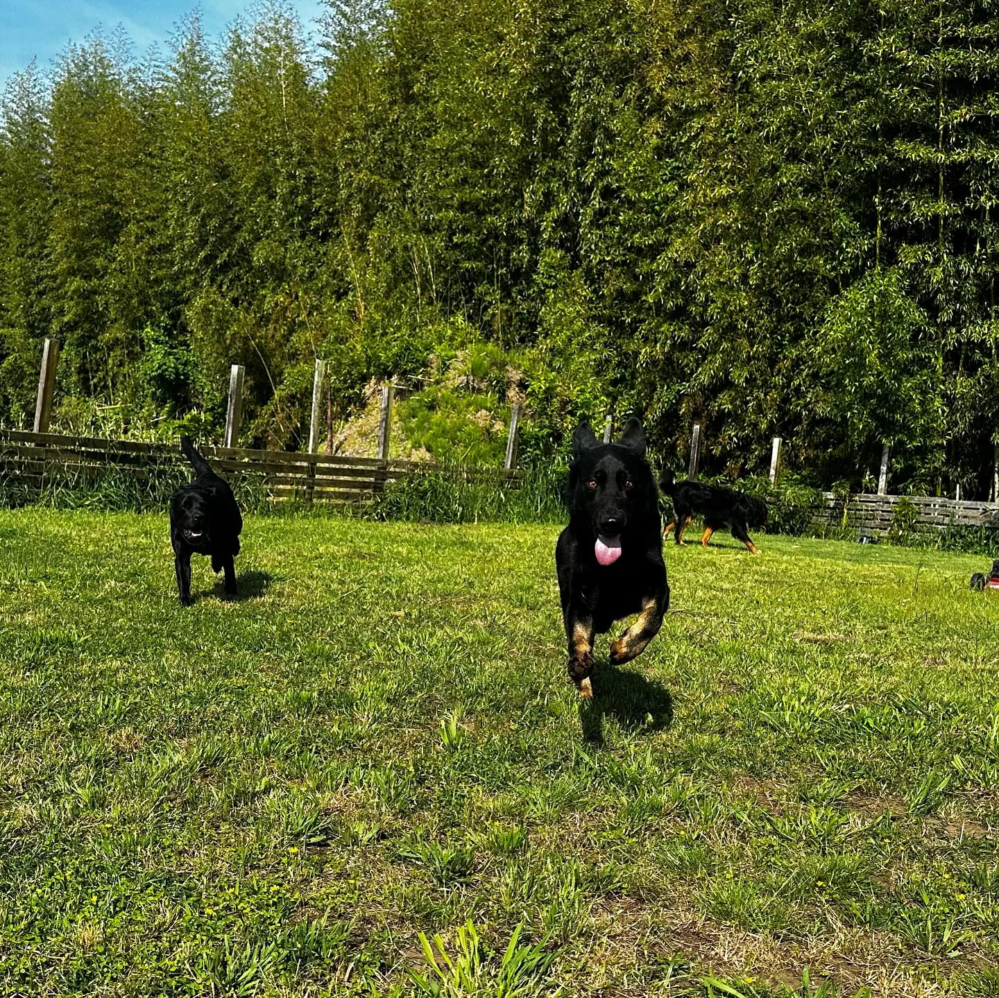 遊びに来てくれた子達🐕🎵