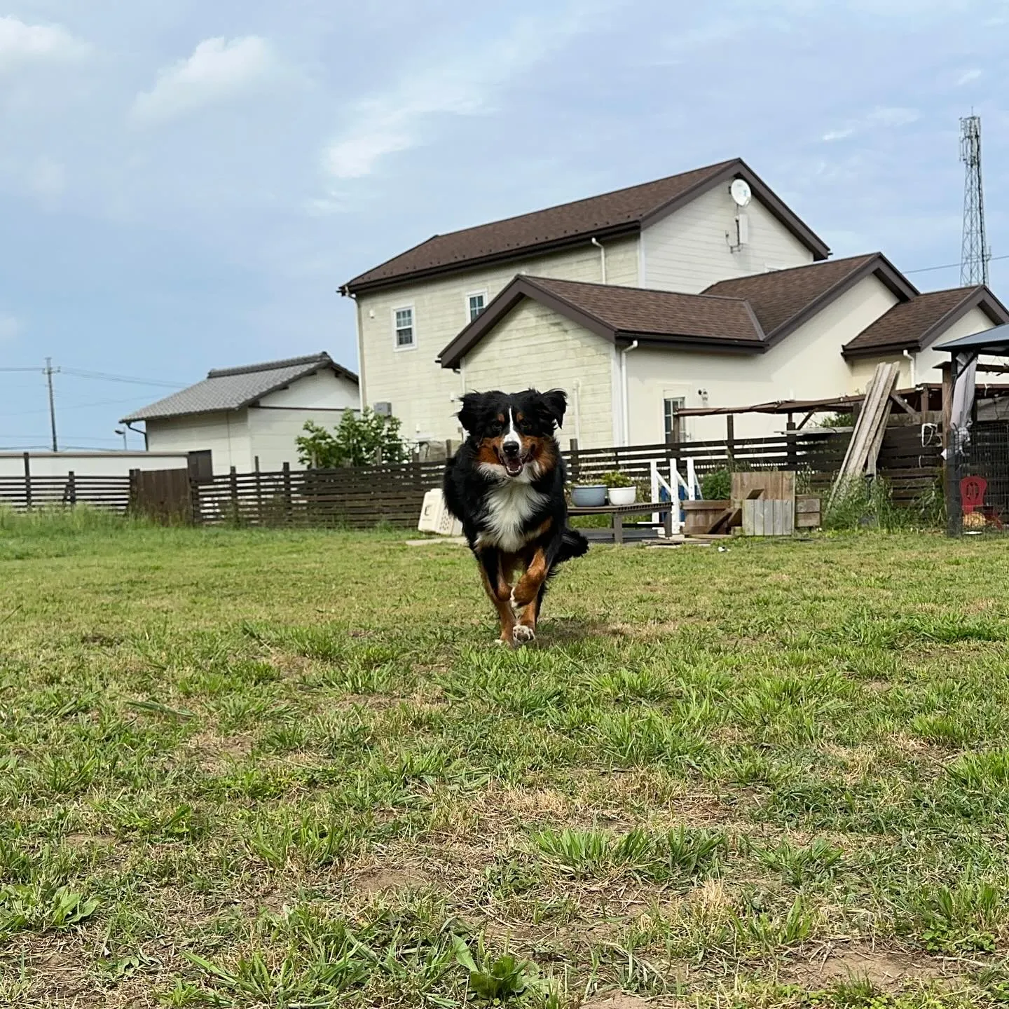 遊びに来てくれた子達🐕🎵