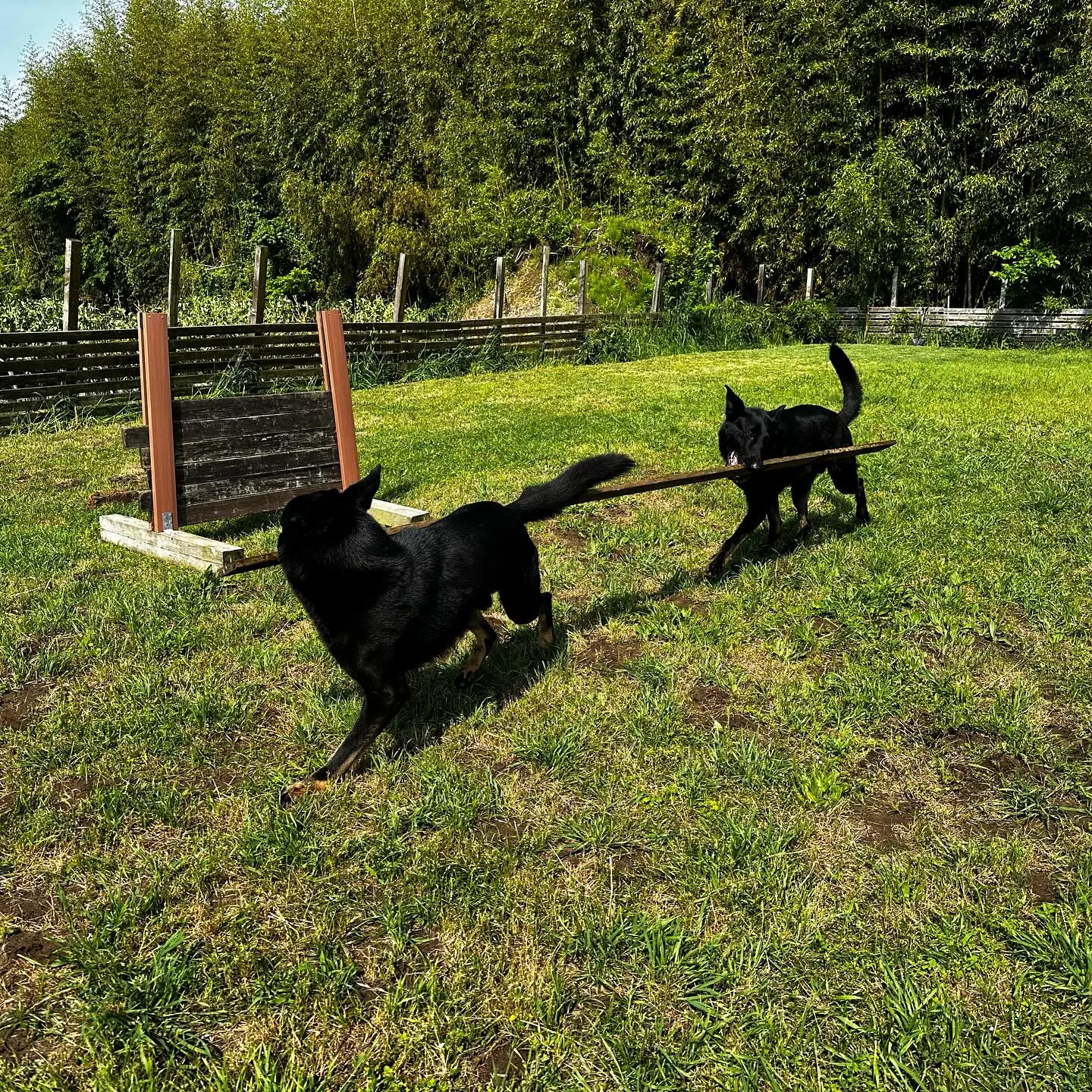 木の板で楽しそうな兄弟犬🐕🐕