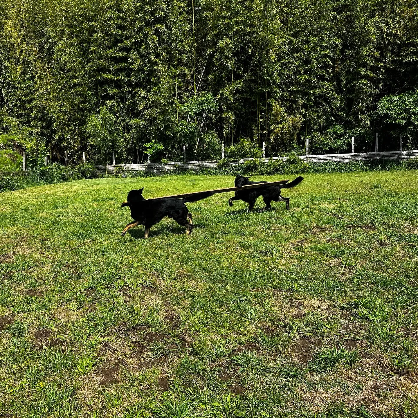 木の板で楽しそうな兄弟犬🐕🐕