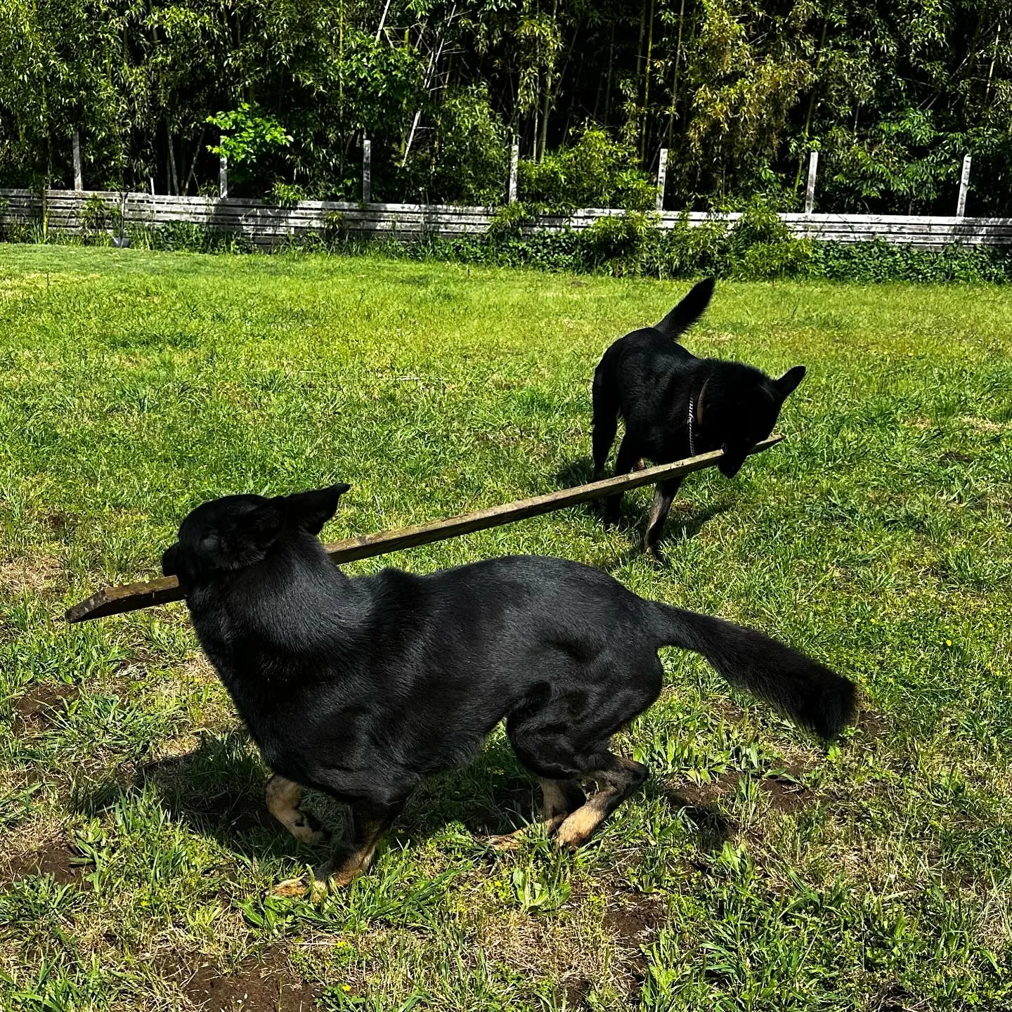 木の板で楽しそうな兄弟犬🐕🐕