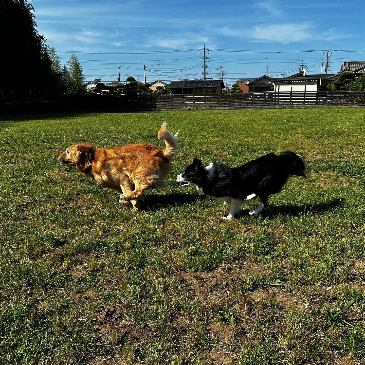 遊びに来てくれた子達🐕🎵