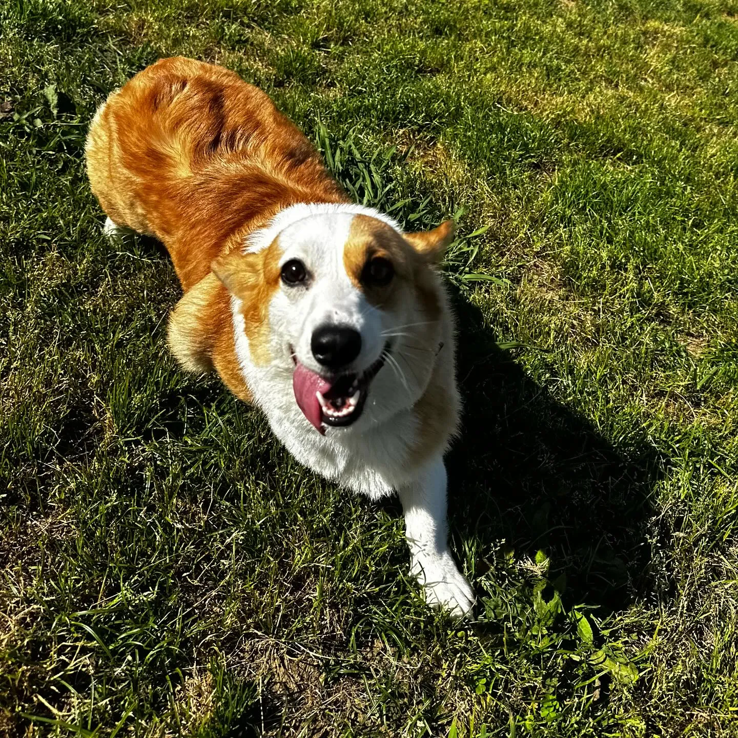 遊びに来てくれた子達🐕🎵