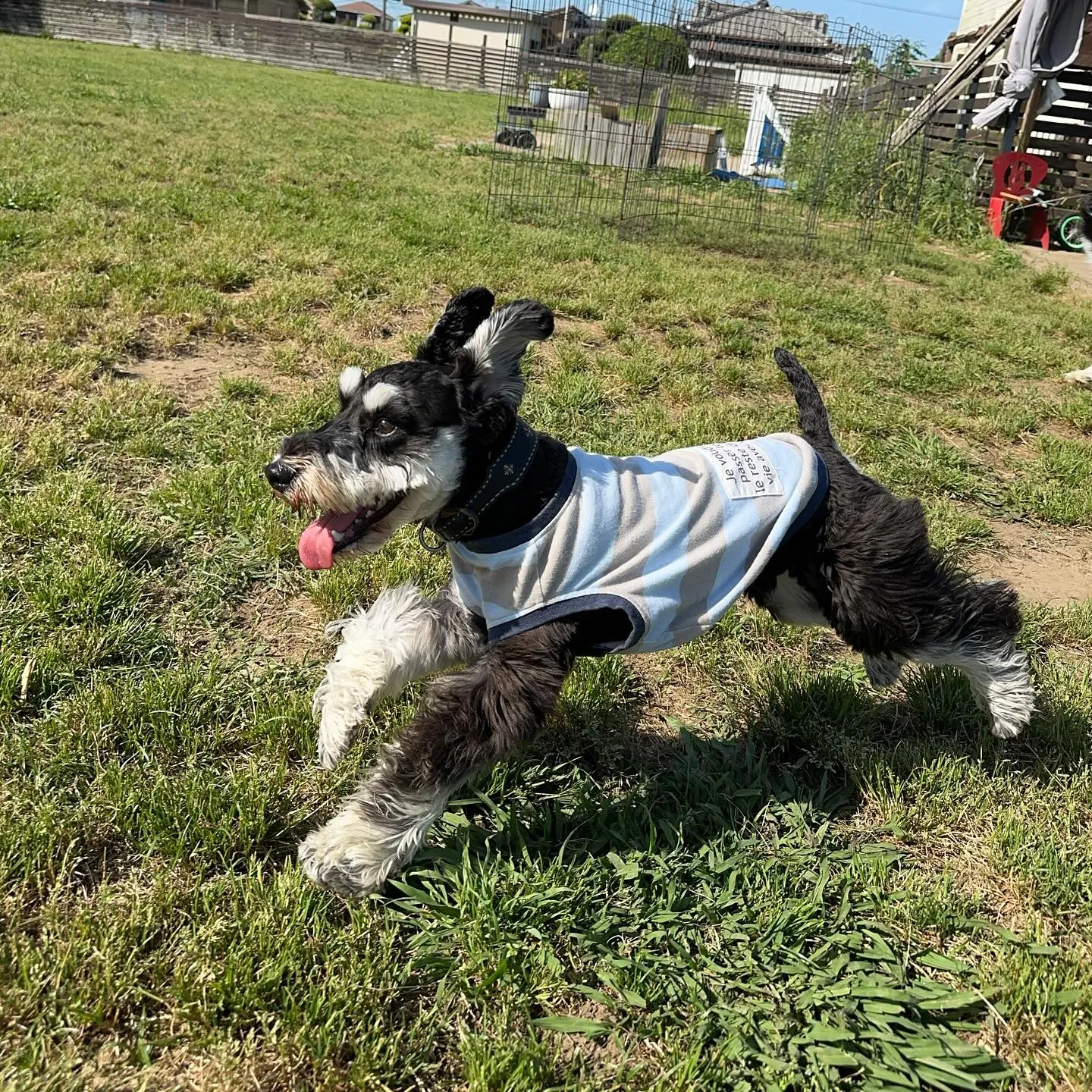 遊びに来てくれた子達🐕🎵