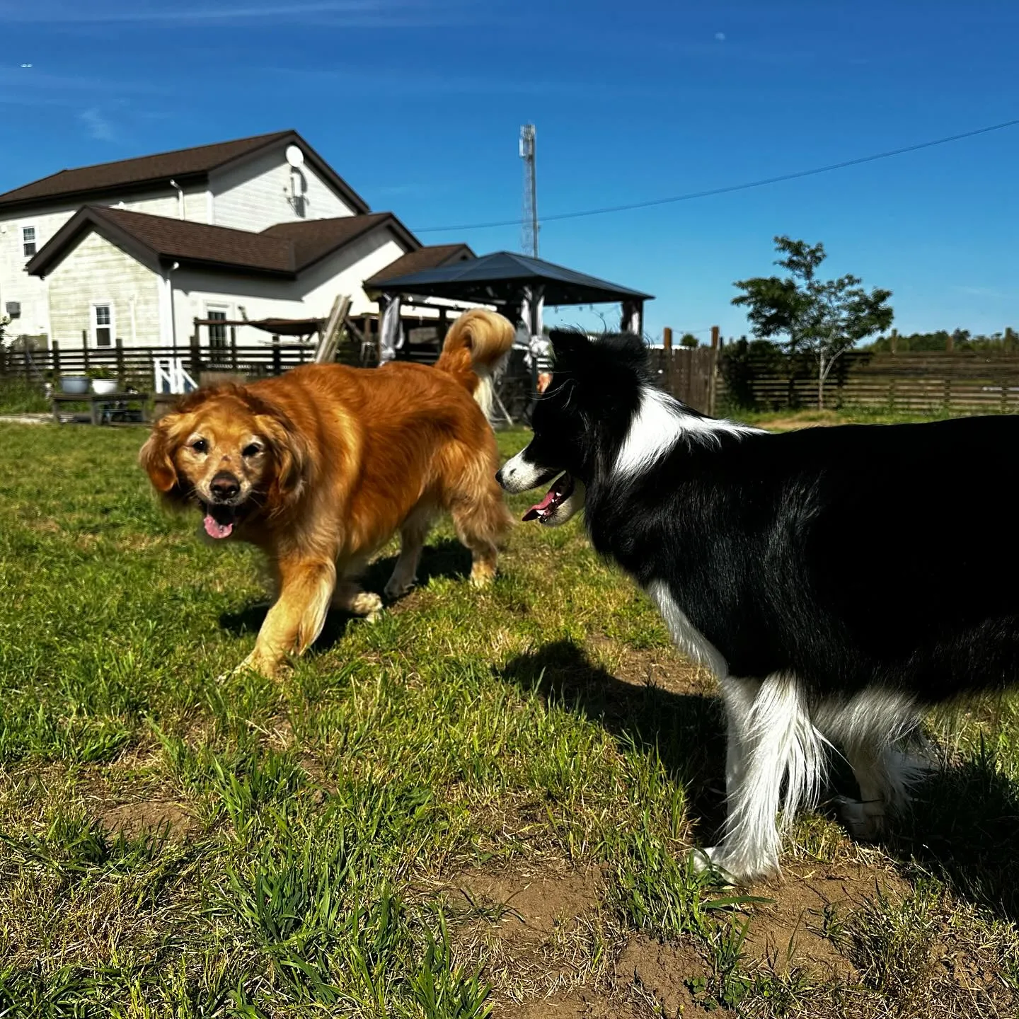 遊びに来てくれた子達🐕🎵