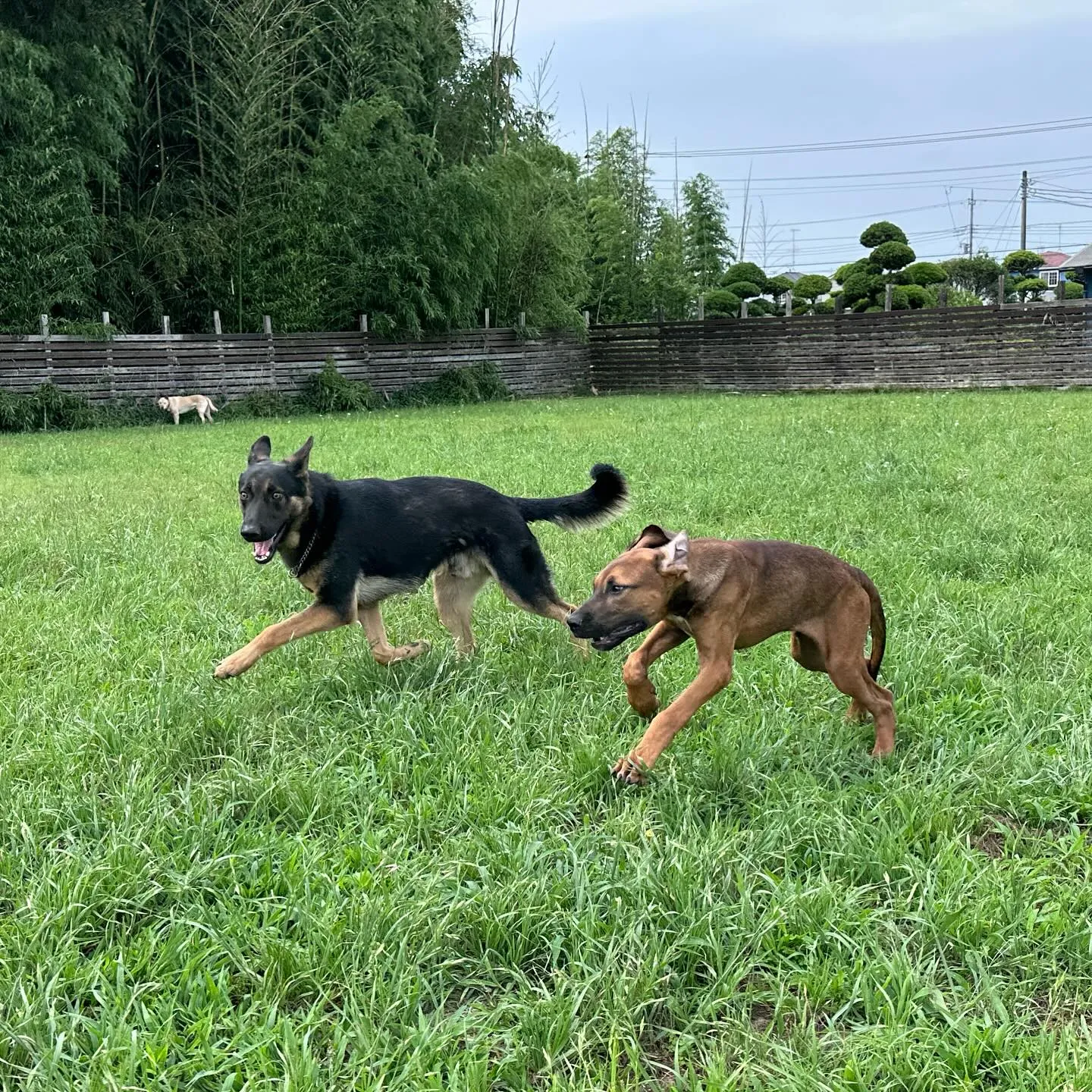 楽しそうなわんこ達🐕🎵