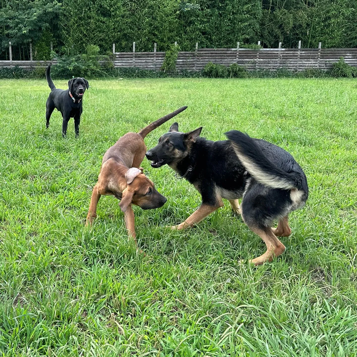 楽しそうなわんこ達🐕🎵