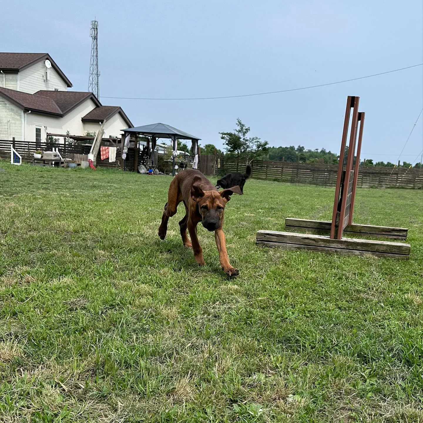 楽しそうなわんこ達🐕🎵