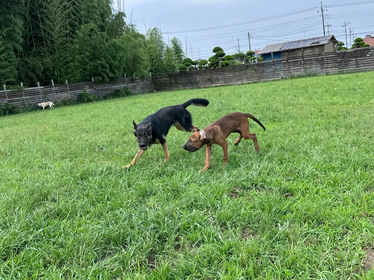 楽しそうなわんこ達🐕🎵