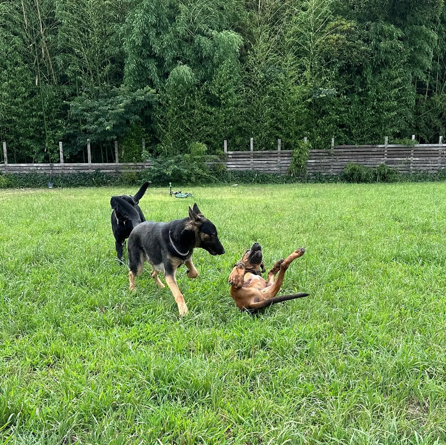 楽しそうなわんこ達🐕🎵