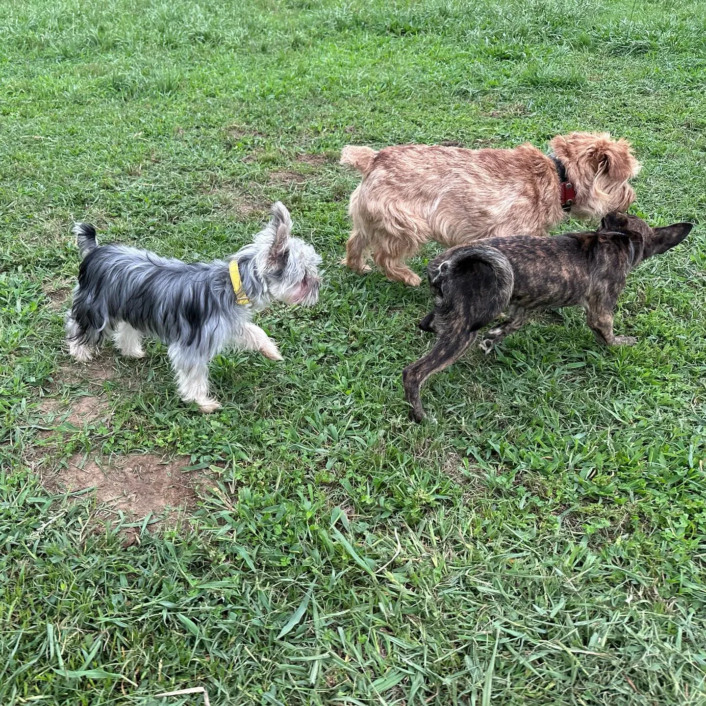 仲良しちびーず🐕🎵