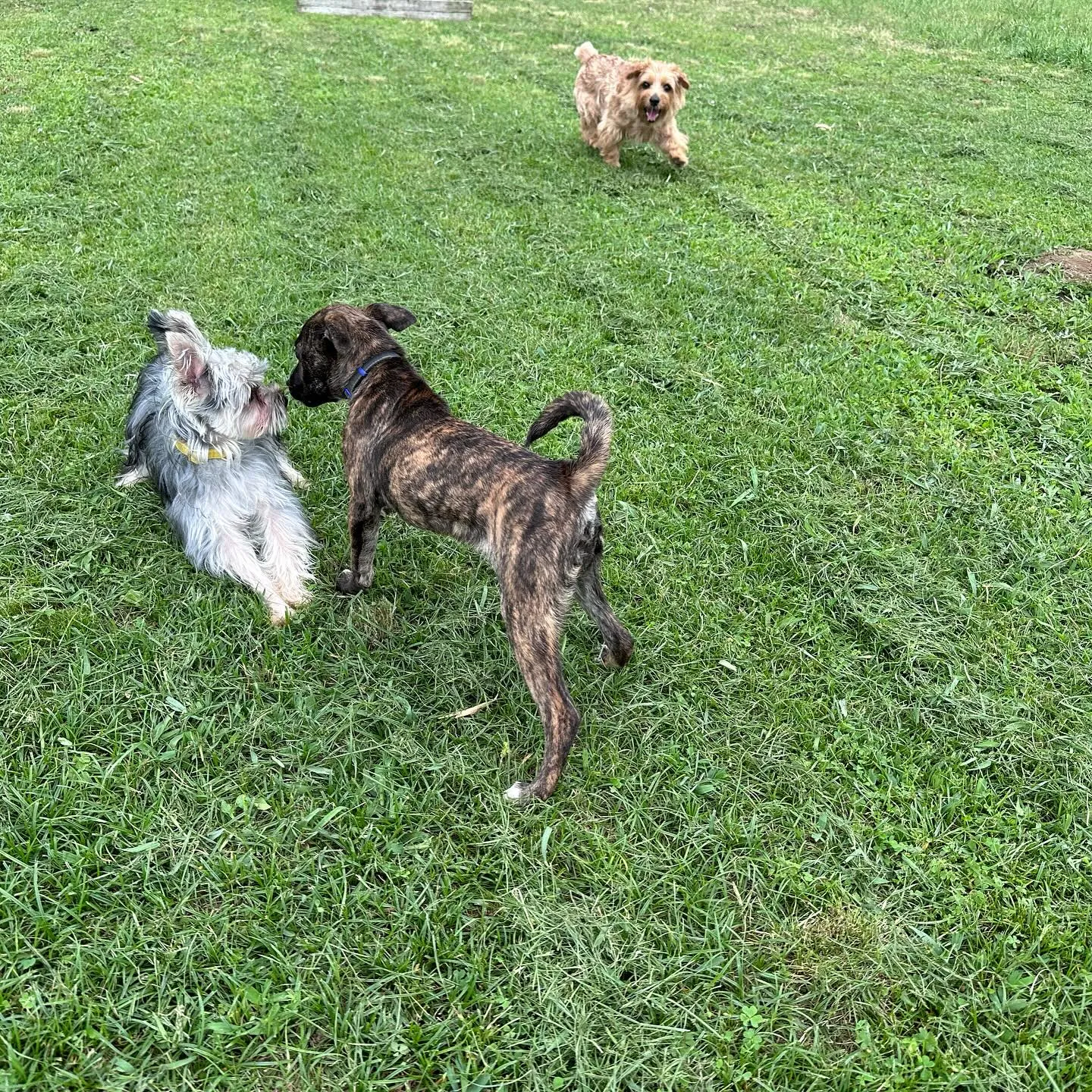 仲良しちびーず🐕🎵