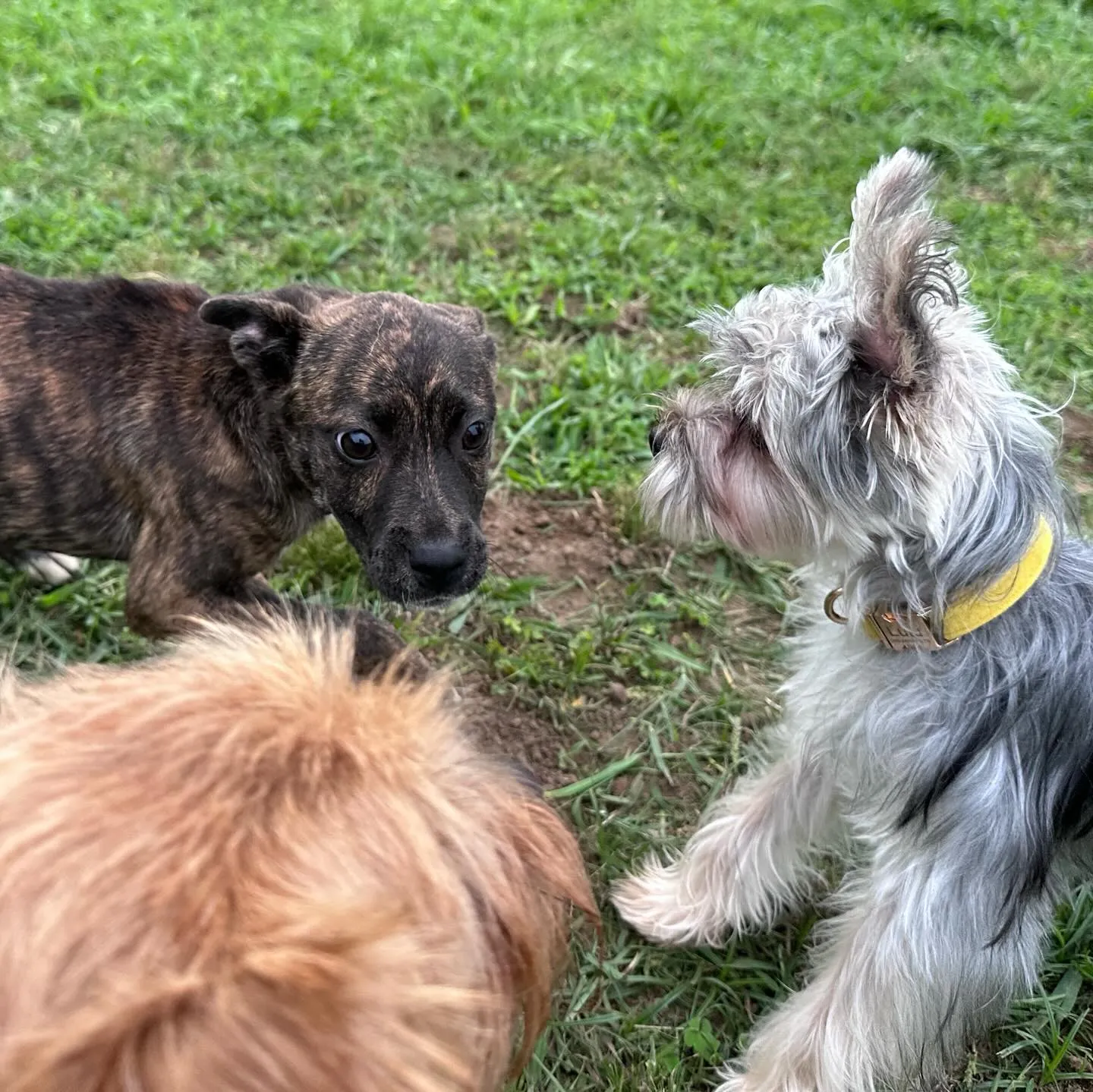 仲良しちびーず🐕🎵