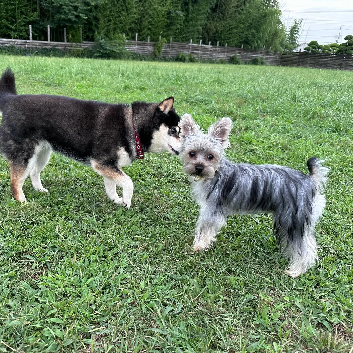 仲良しちびーず🐕🎵