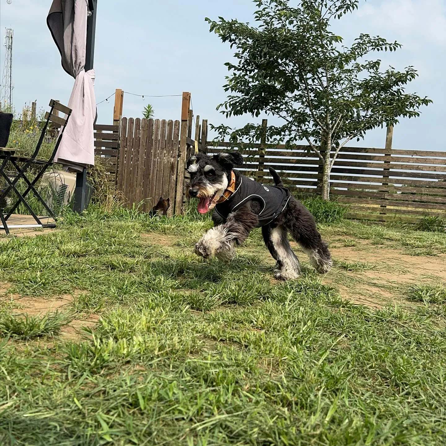 走るの大好きっ子🐕💨