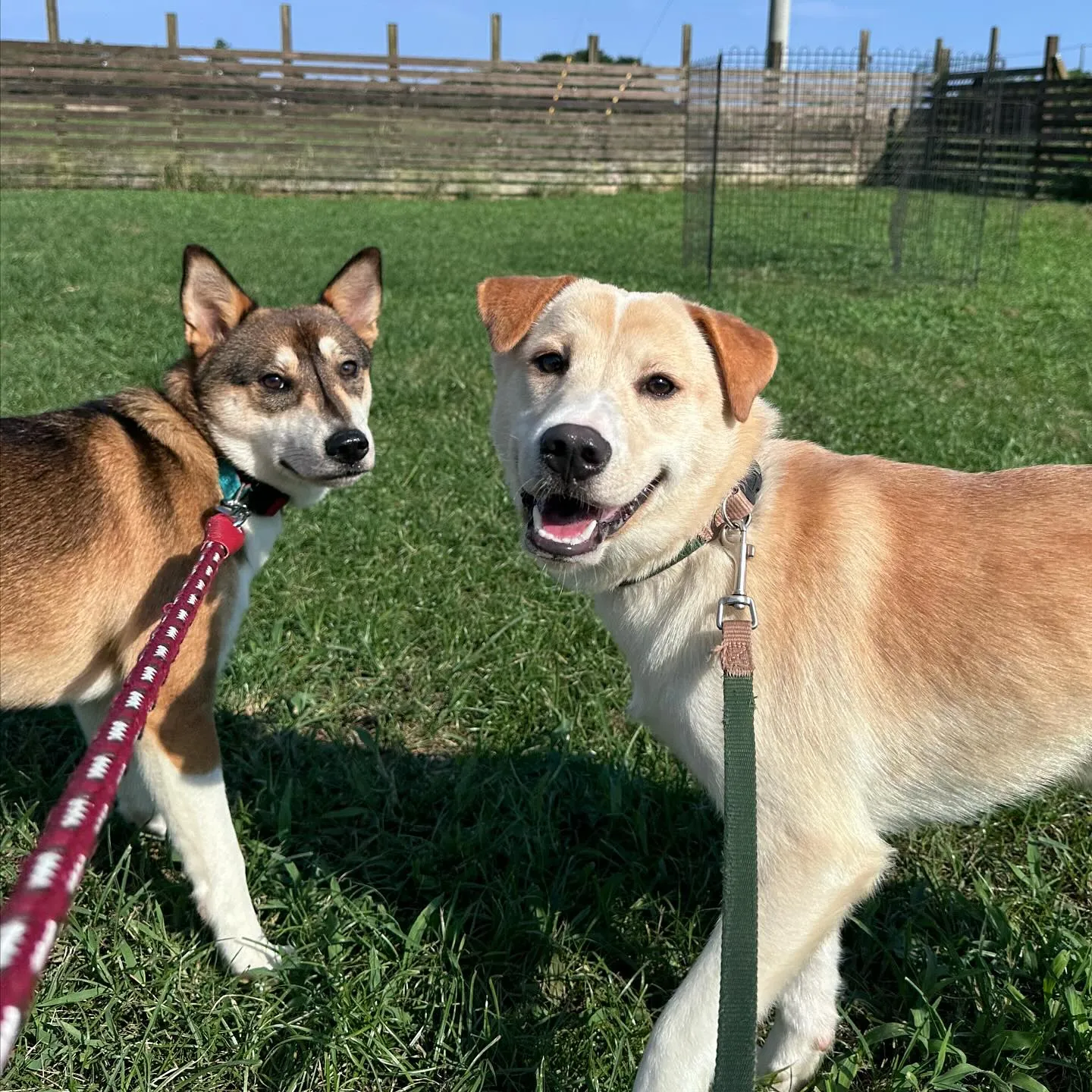 遊びに来てくれた子達🐕♬