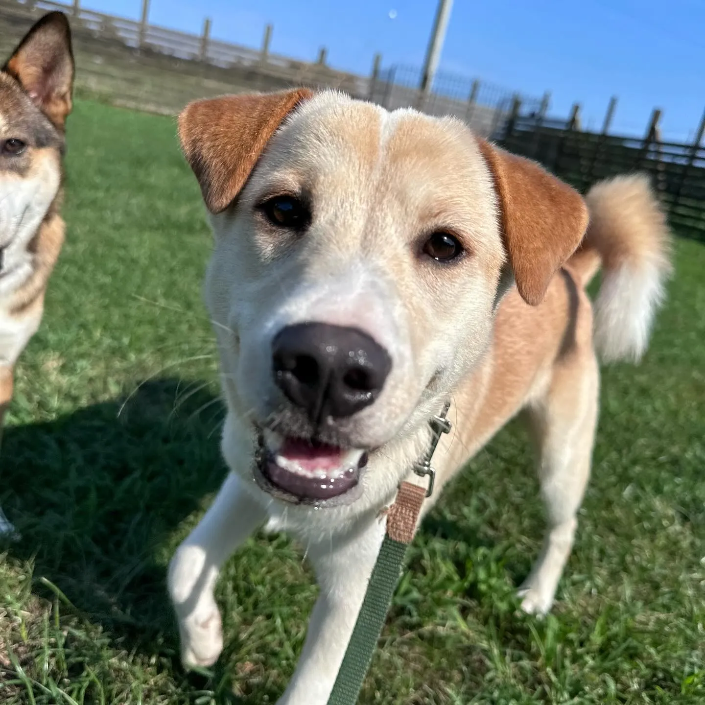 遊びに来てくれた子達🐕♬