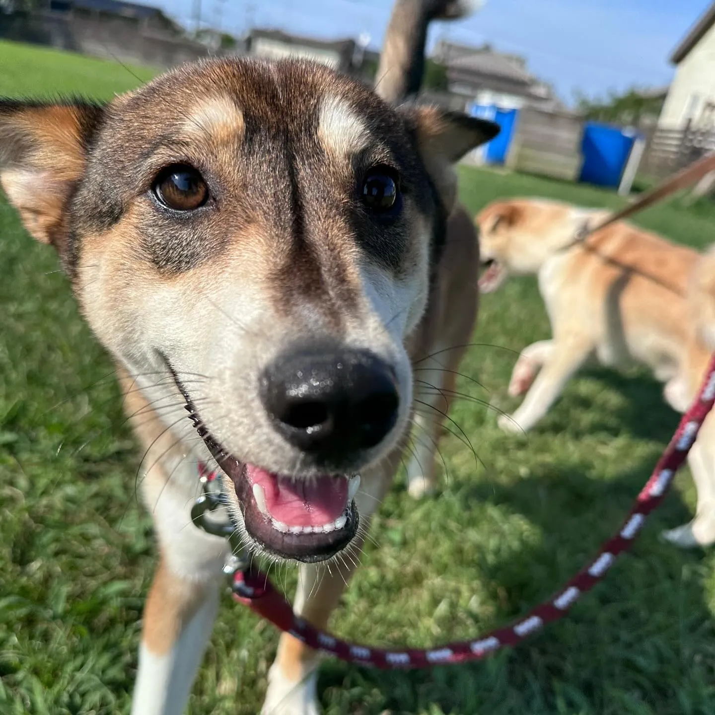 遊びに来てくれた子達🐕♬