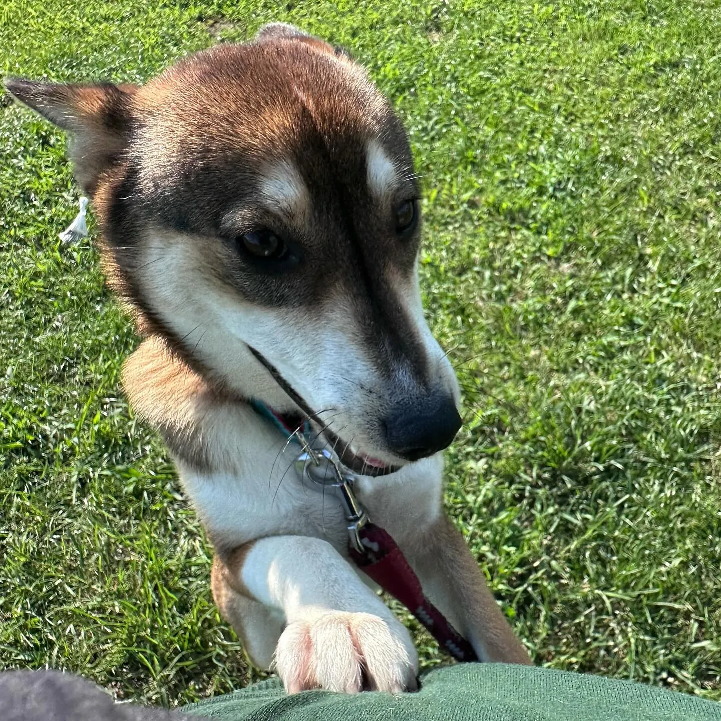 遊びに来てくれた子達🐕♬