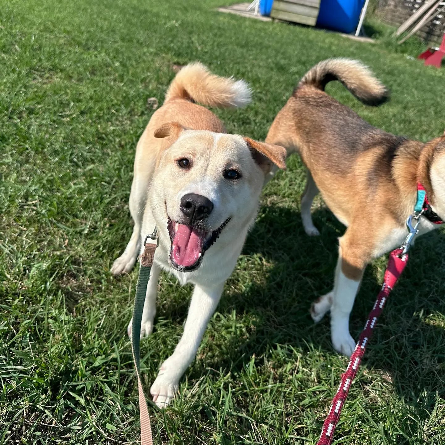 遊びに来てくれた子達🐕♬