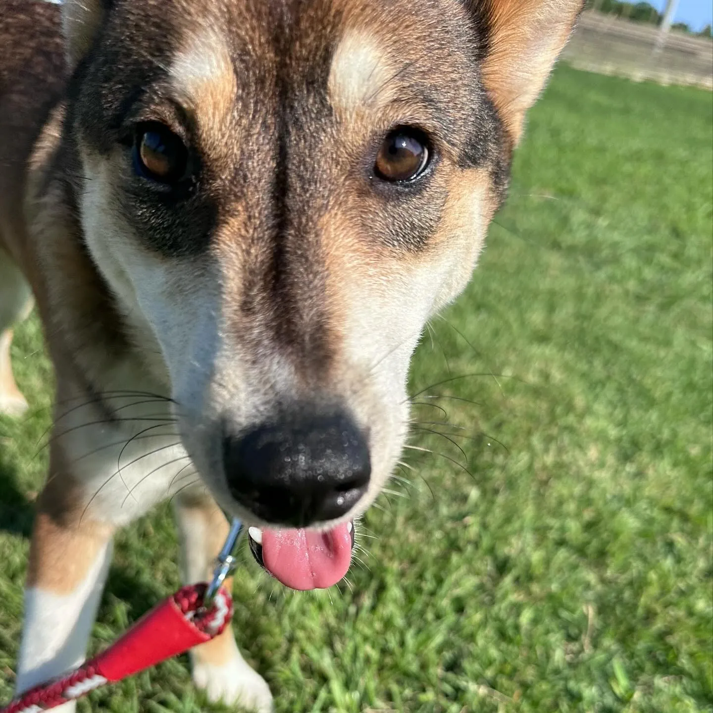 遊びに来てくれた子達🐕♬