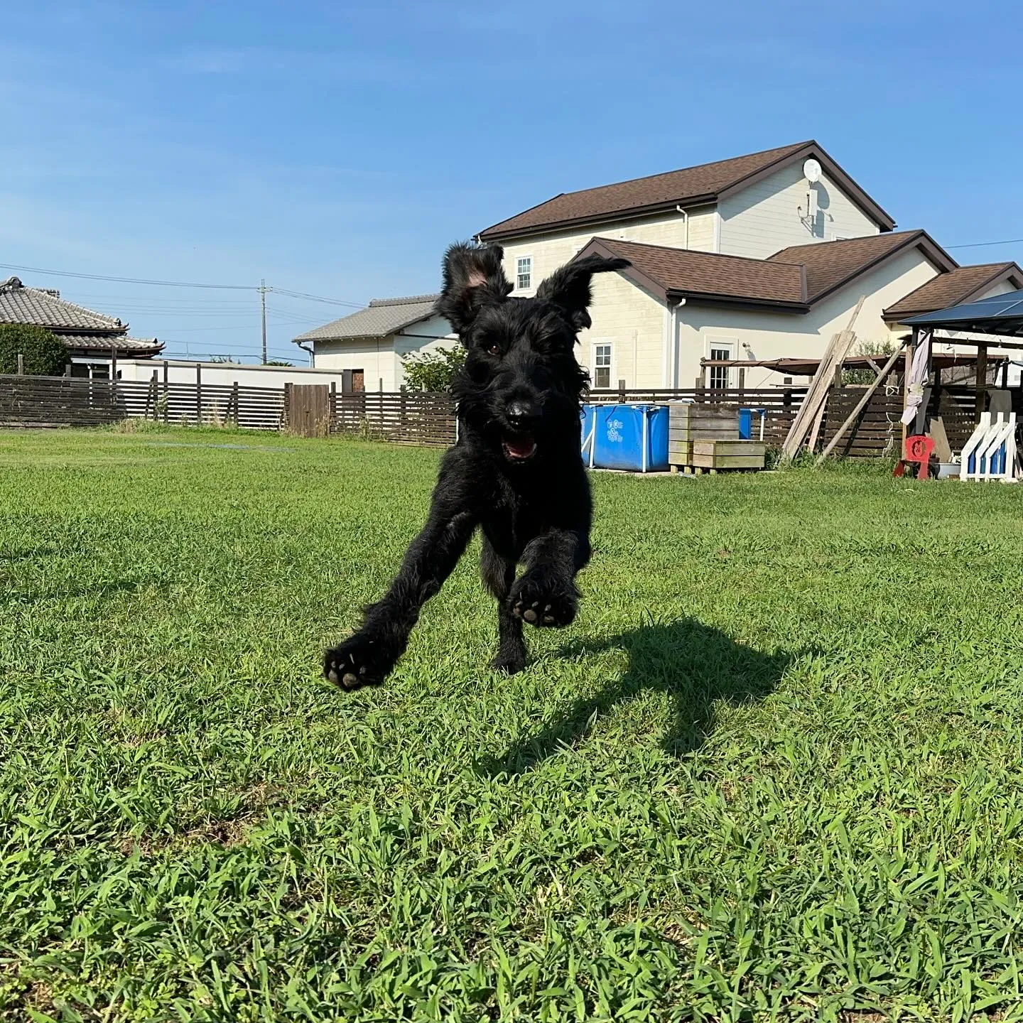 遊びに来てくれた恋登くん🐕🎵