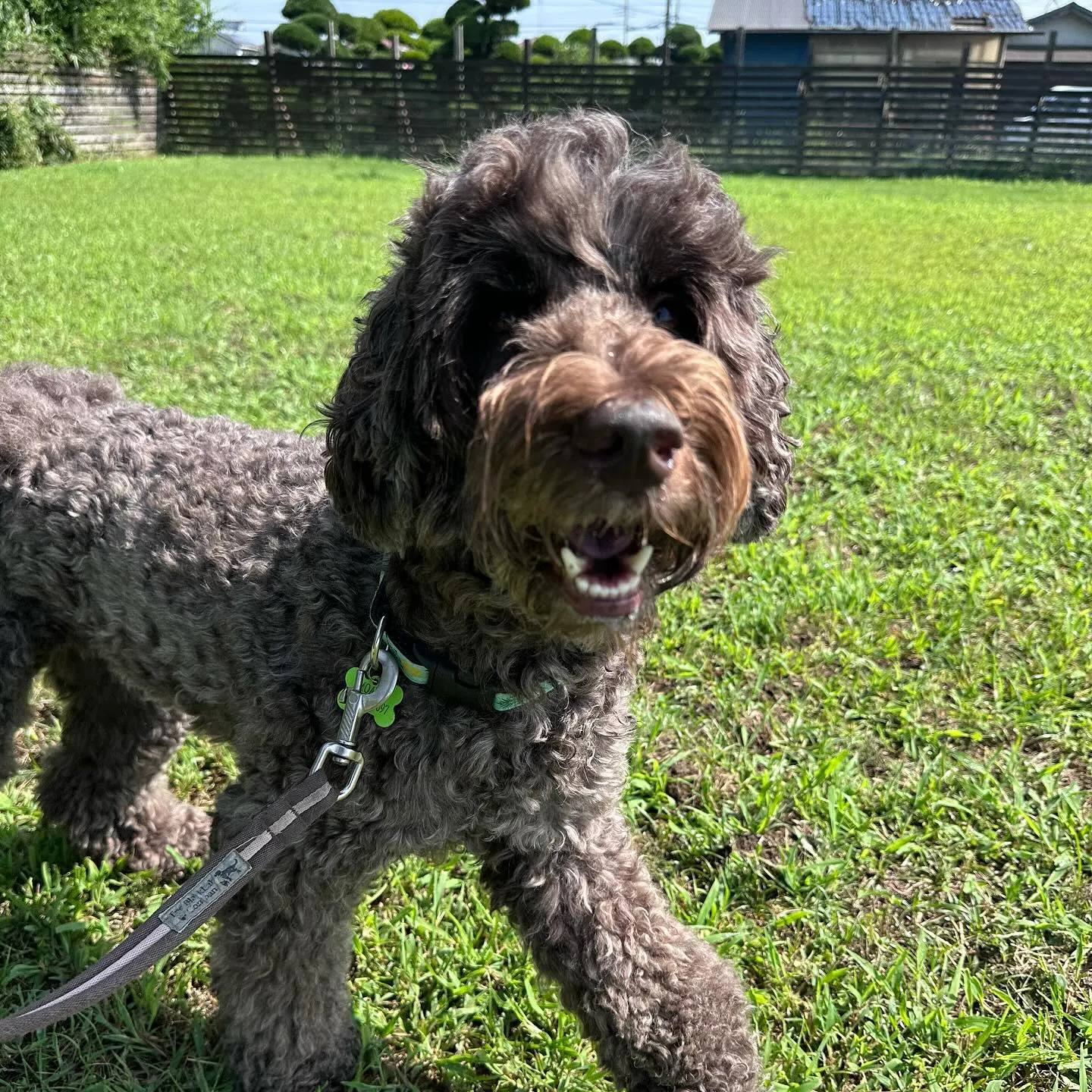 遊びに来てくれた子達🐩♬