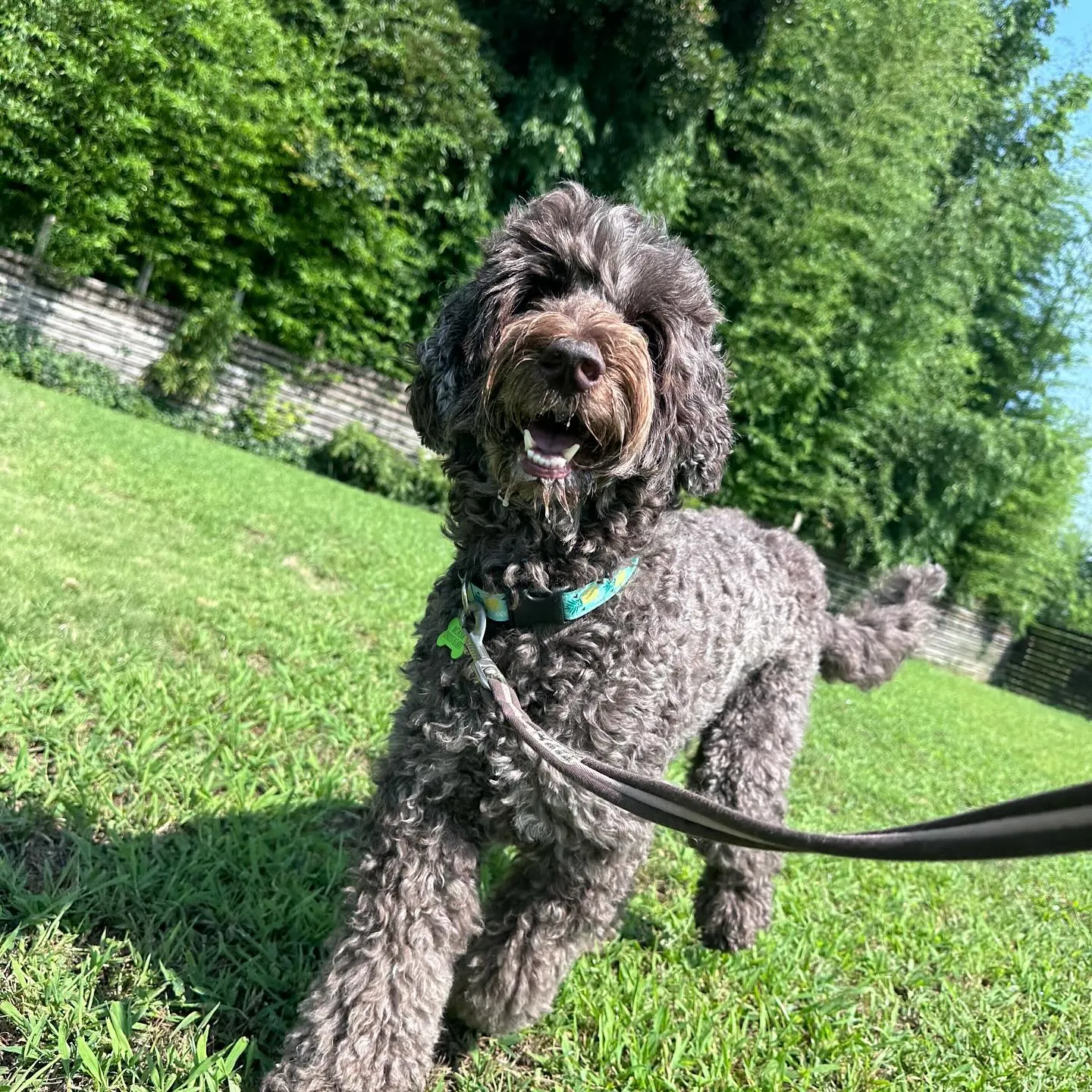 遊びに来てくれた子達🐩♬