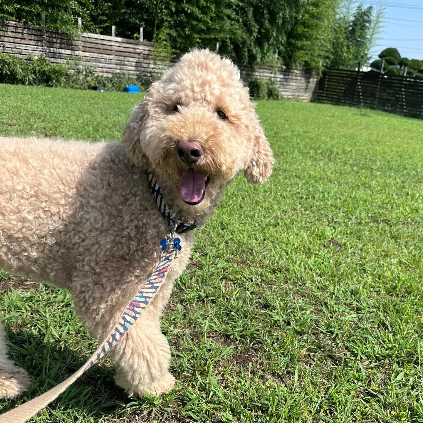 遊びに来てくれた子達🐩♬