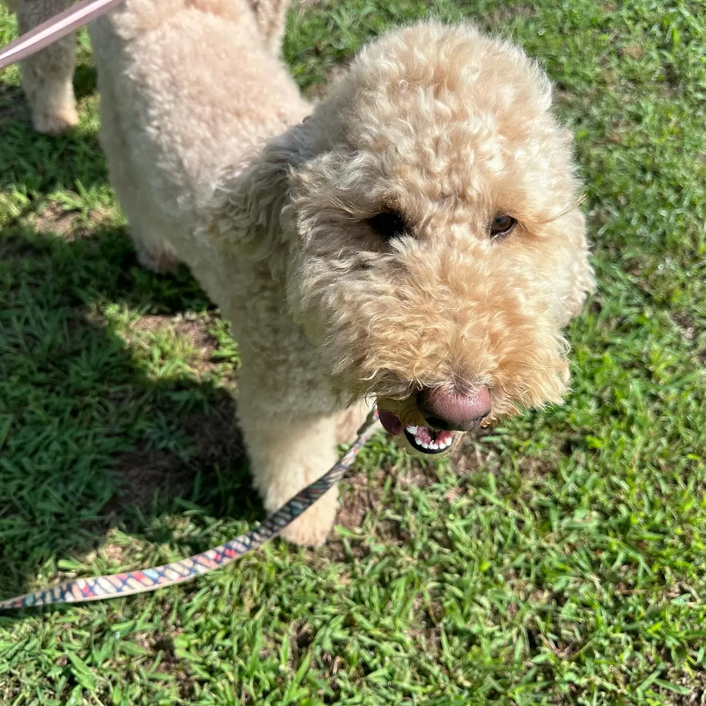 遊びに来てくれた子達🐩♬